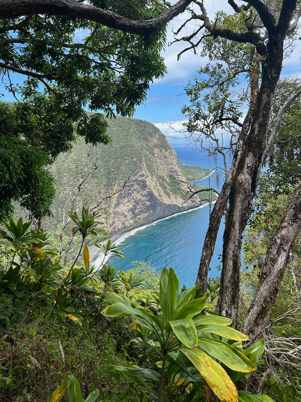 Waipio KOA