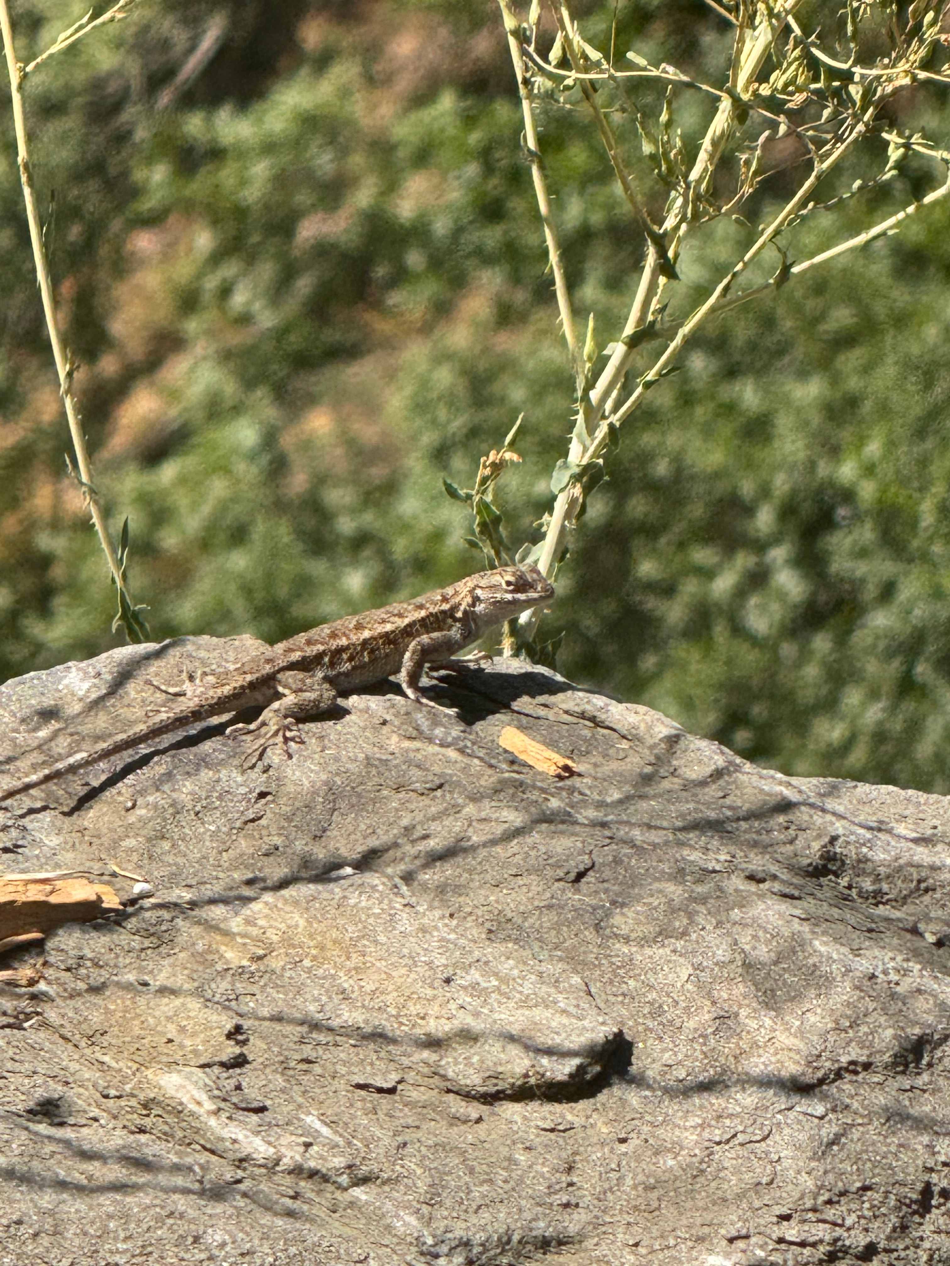 Strange Ranch - River and Gold