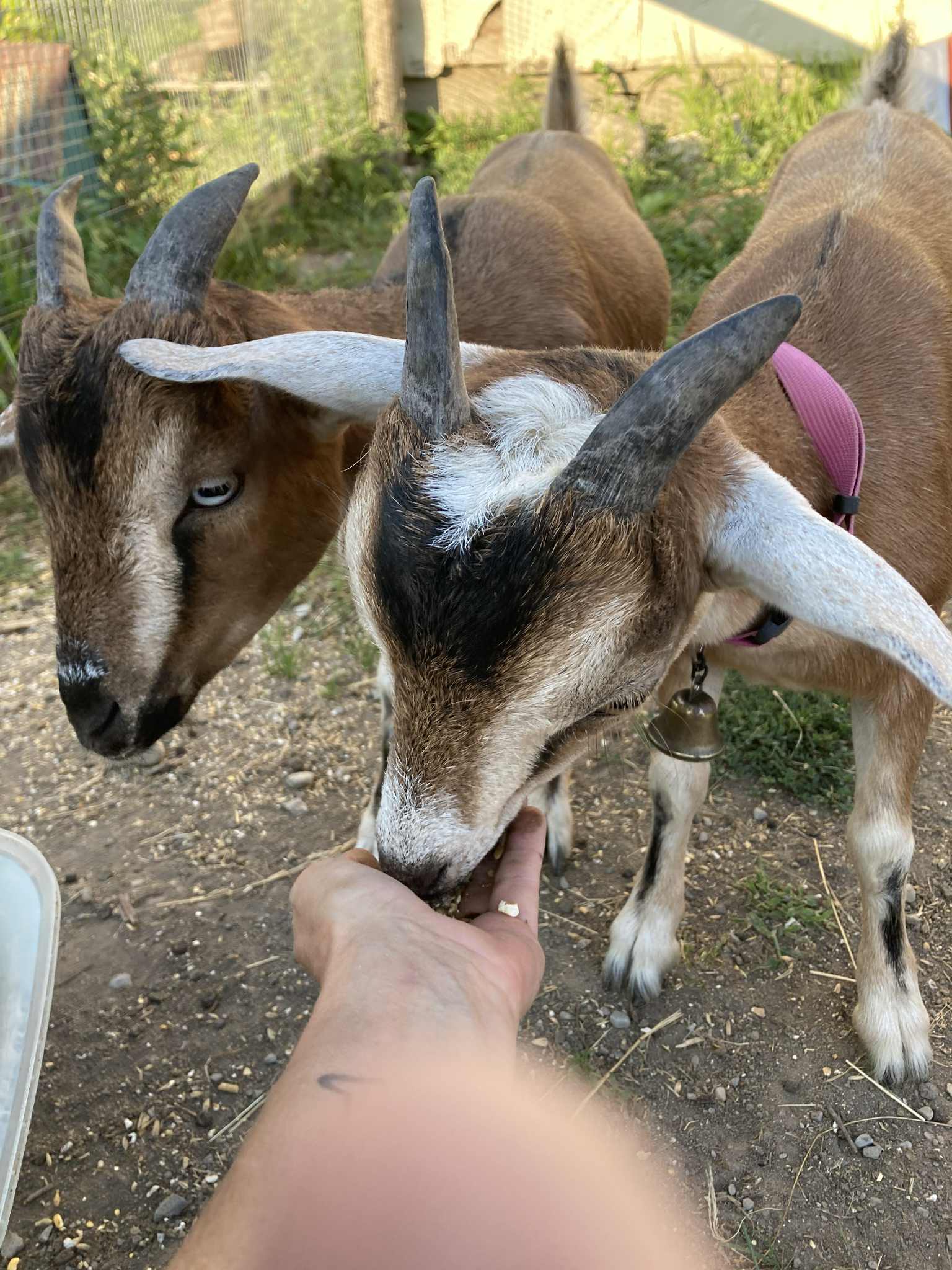 The goat twins!