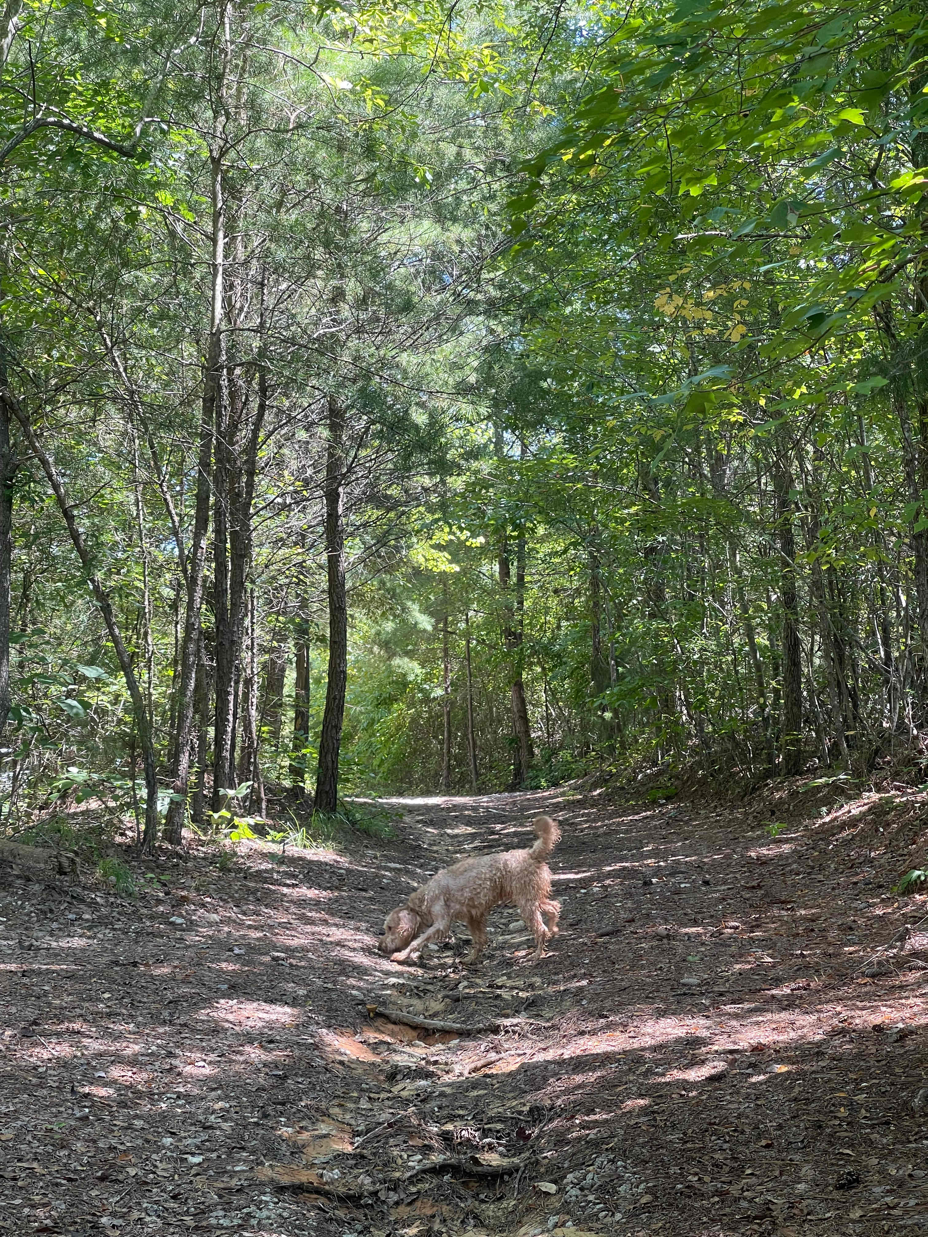 Private Oasis In The Forest