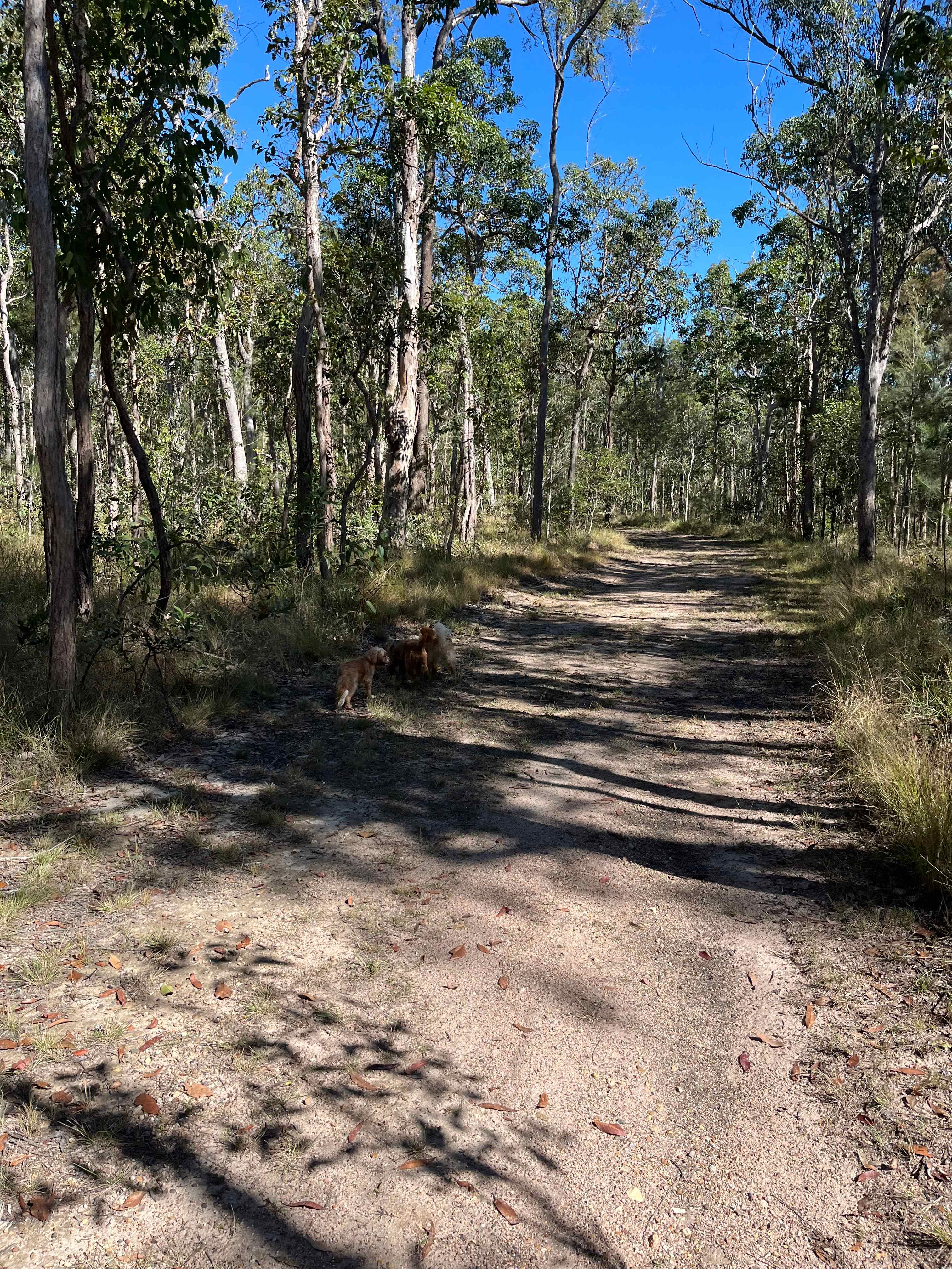 Enjoying a bush walk