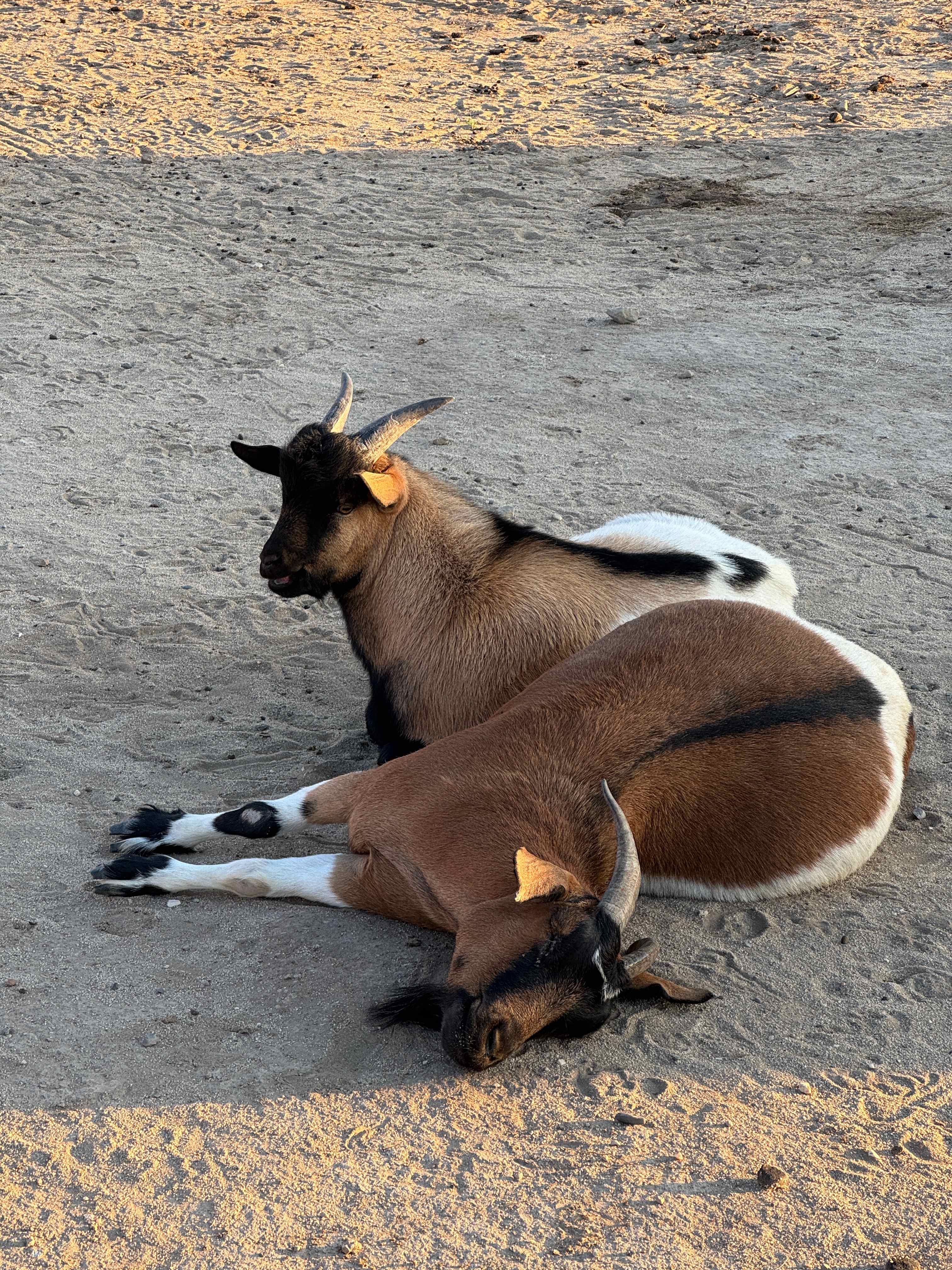 Cloud Peak Llama and alpaca ranch