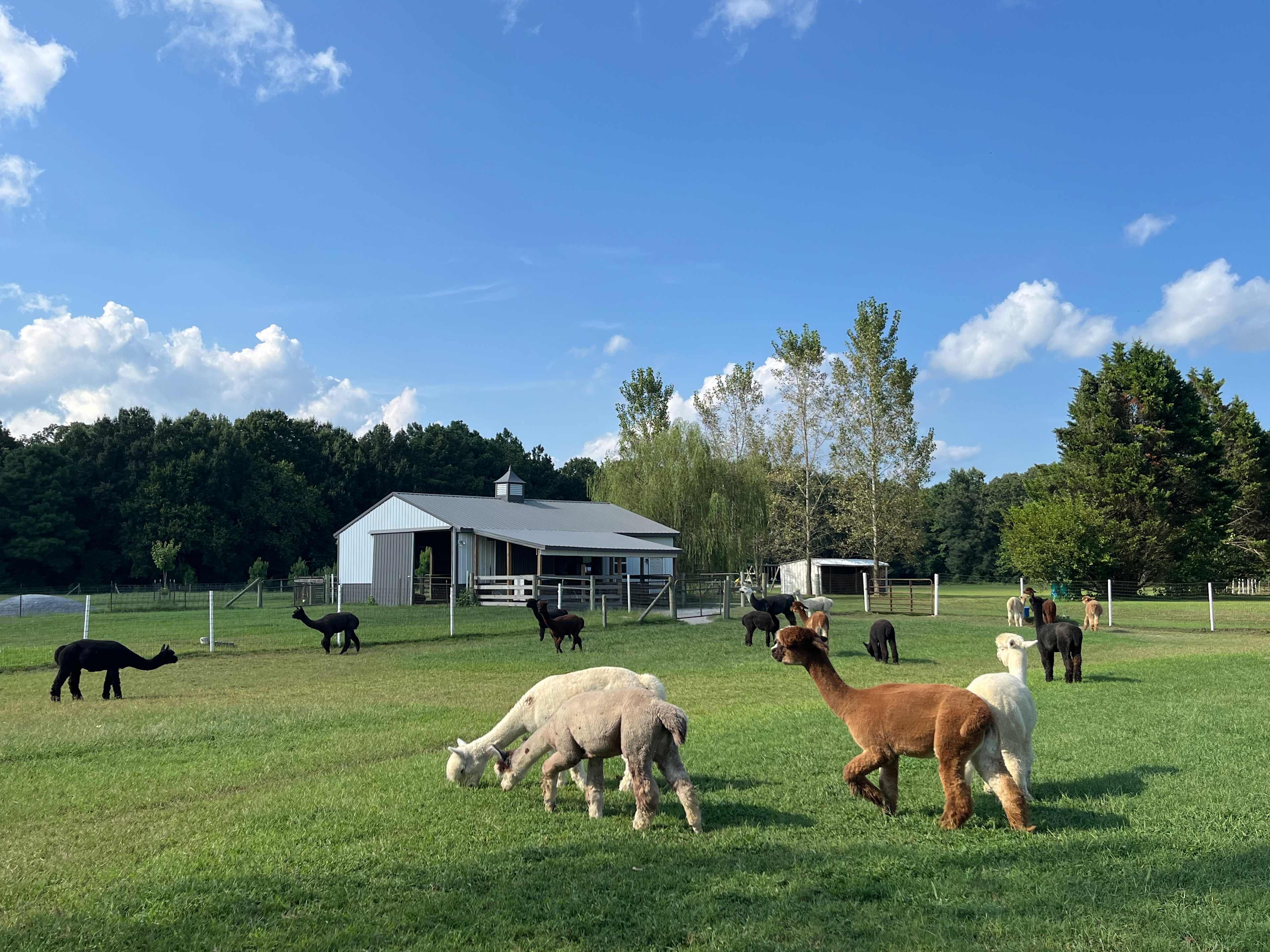 Outstanding Dreams Alpaca Farm