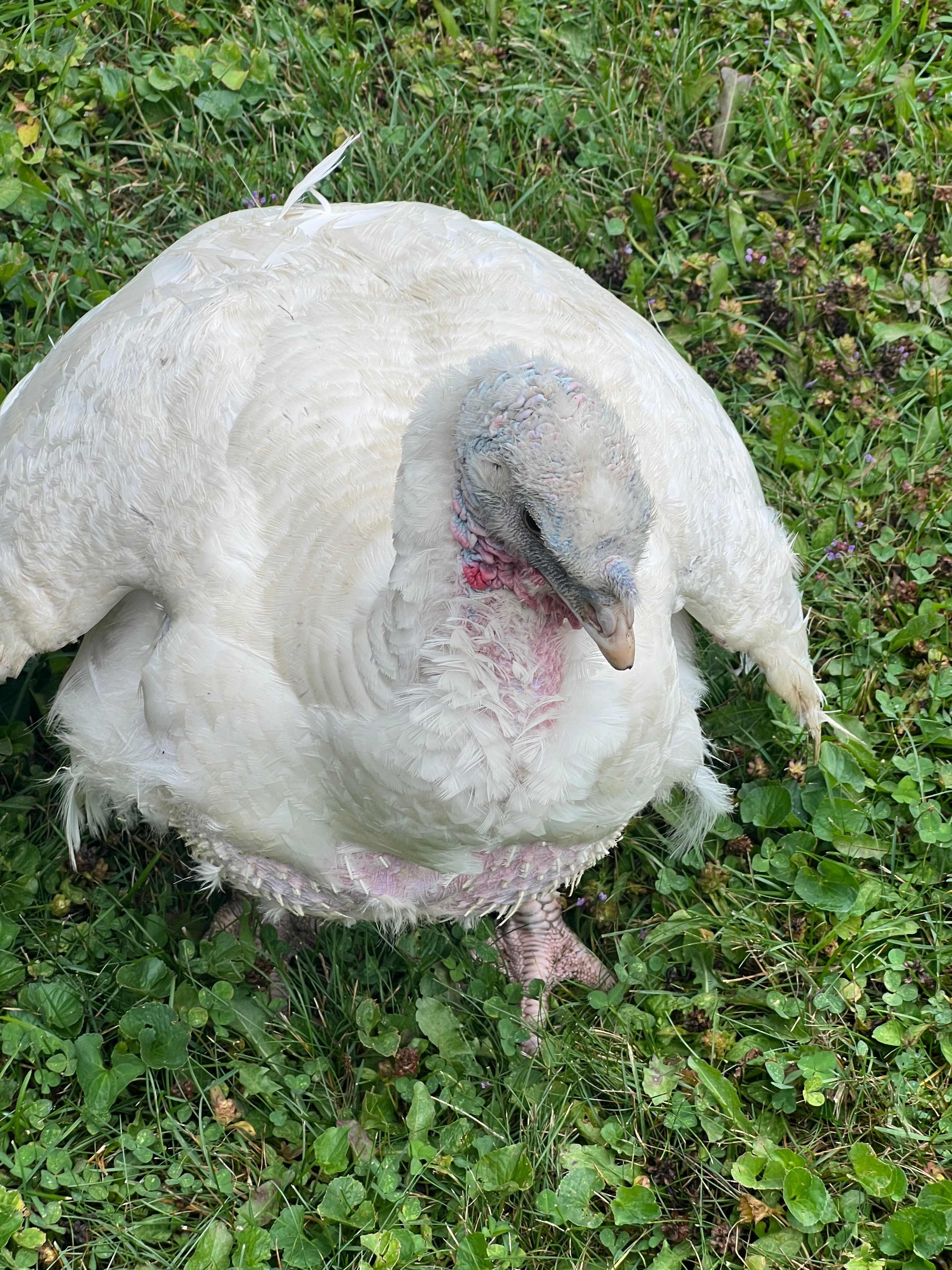 Nourished In Nature Tula Tiny Cabin