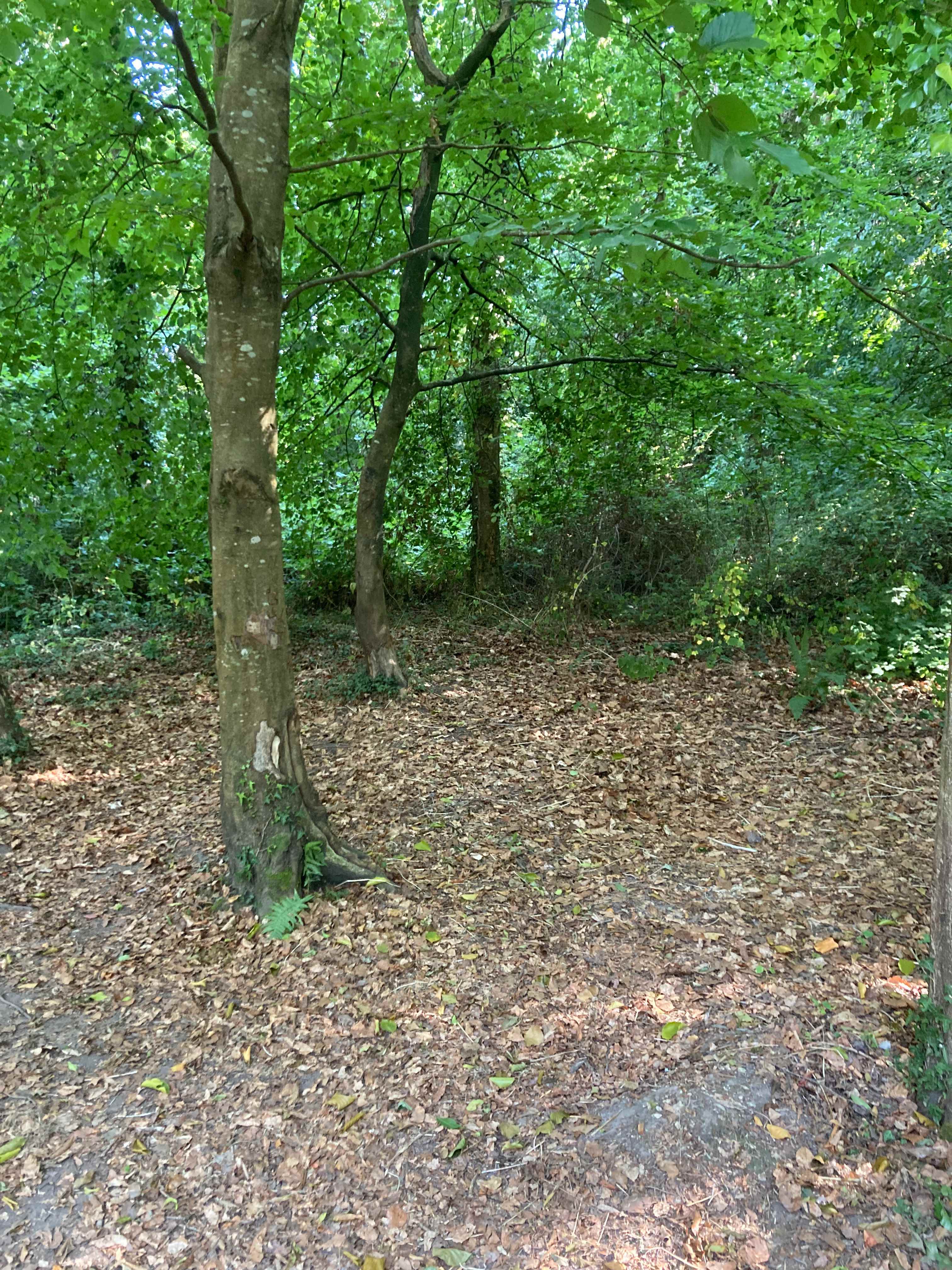 Southover Wood and Camping
