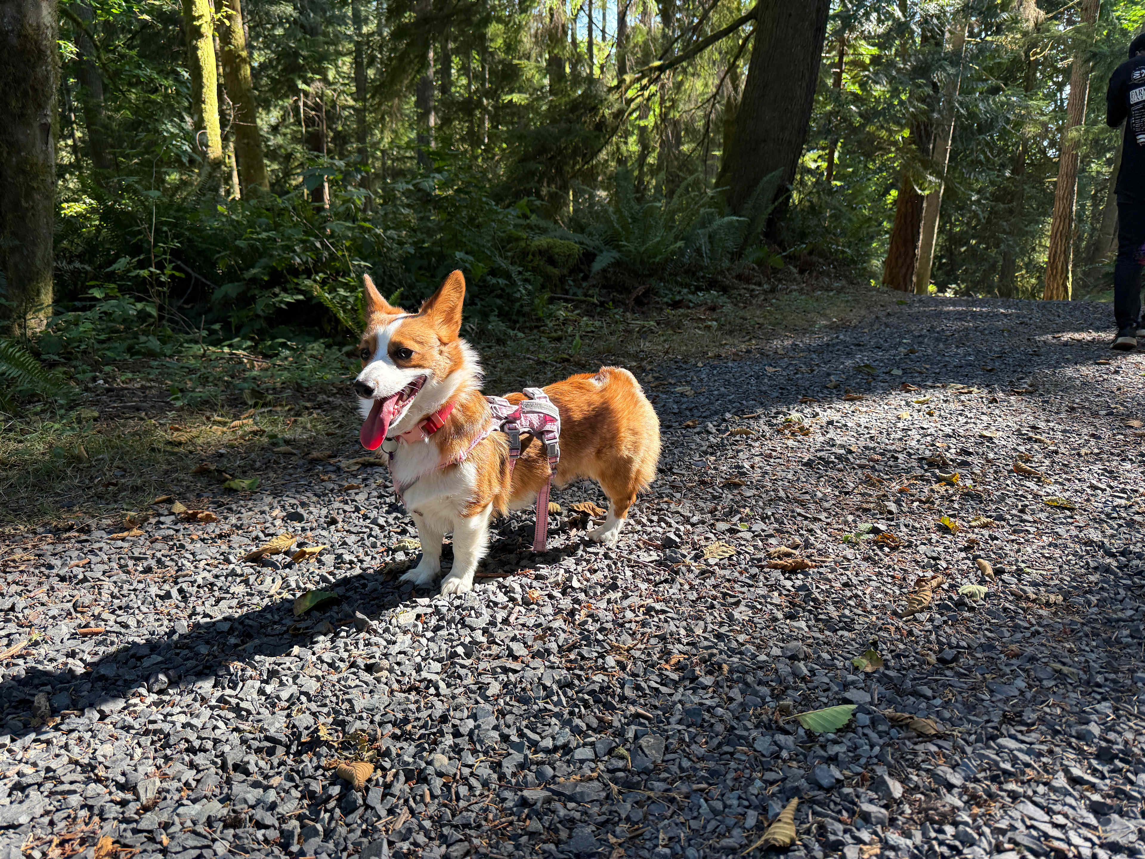 Grace E.’s Mini Forest Cabins