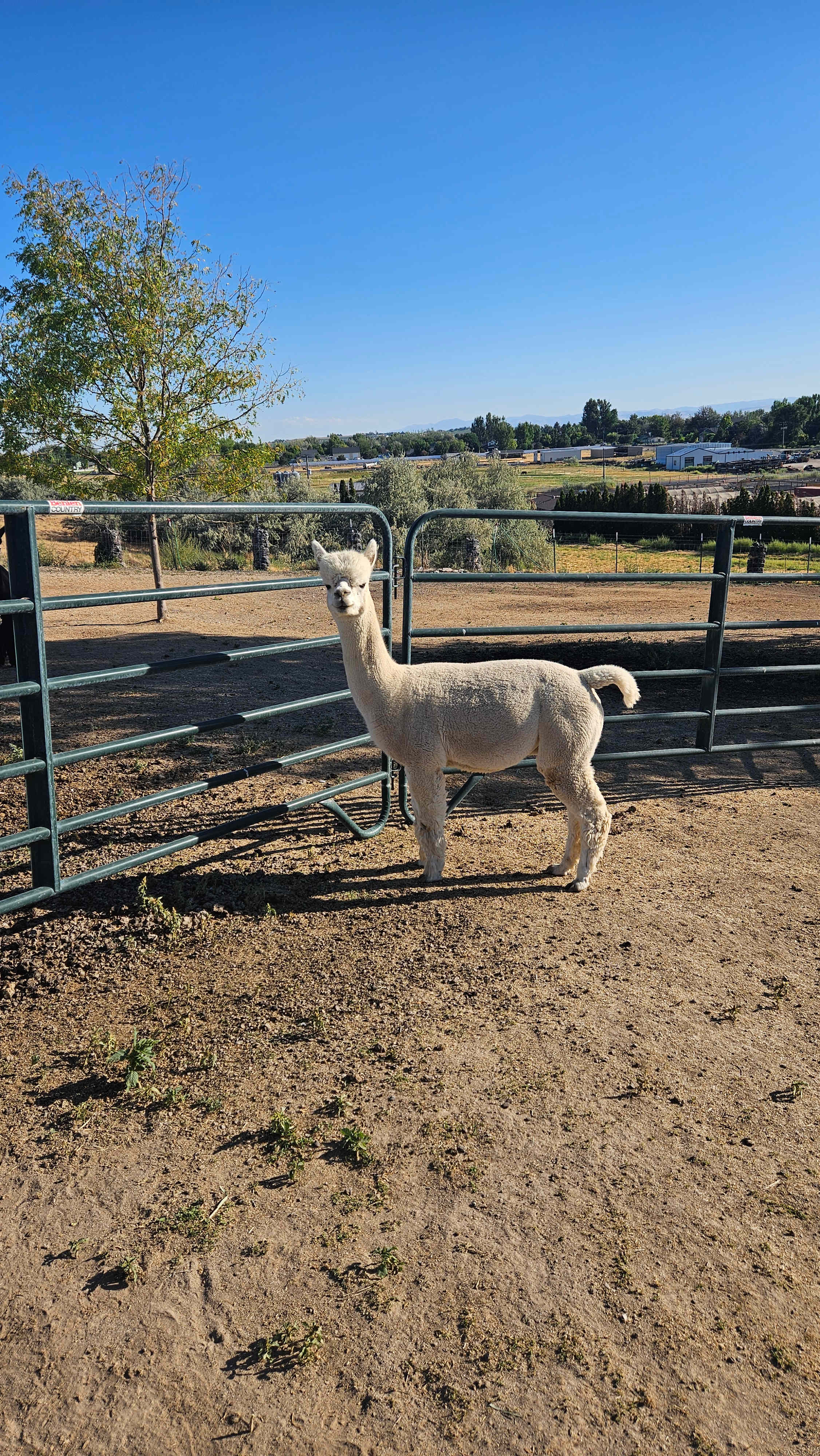 Murphys Point Alpaca Ranch