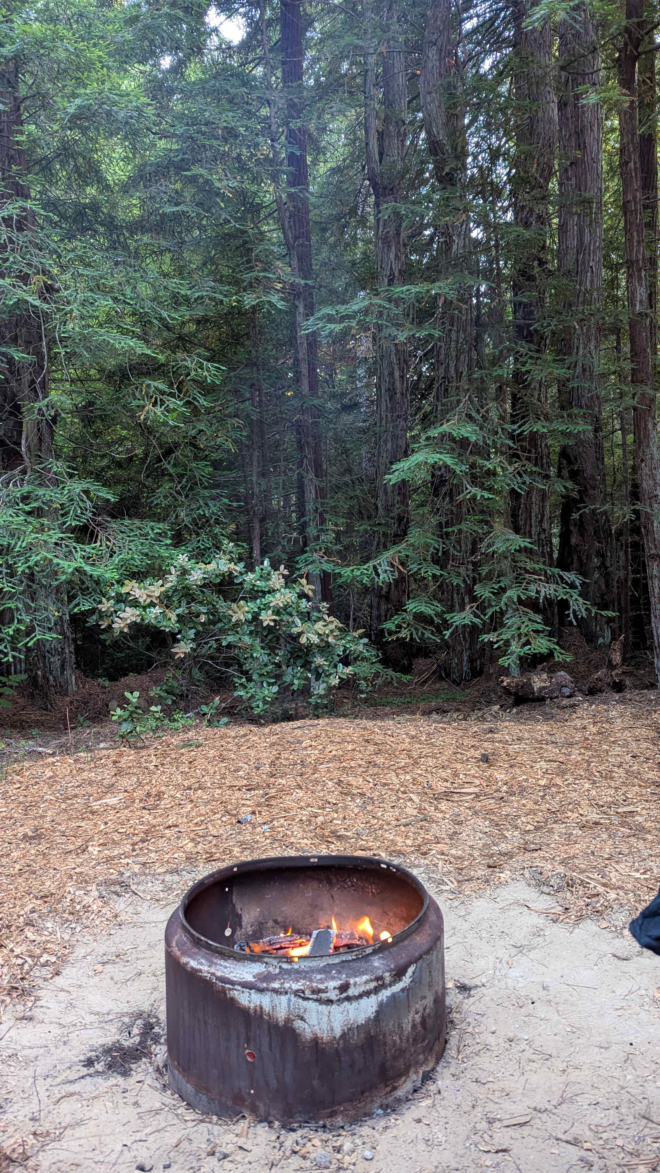 Woodchips everywhere