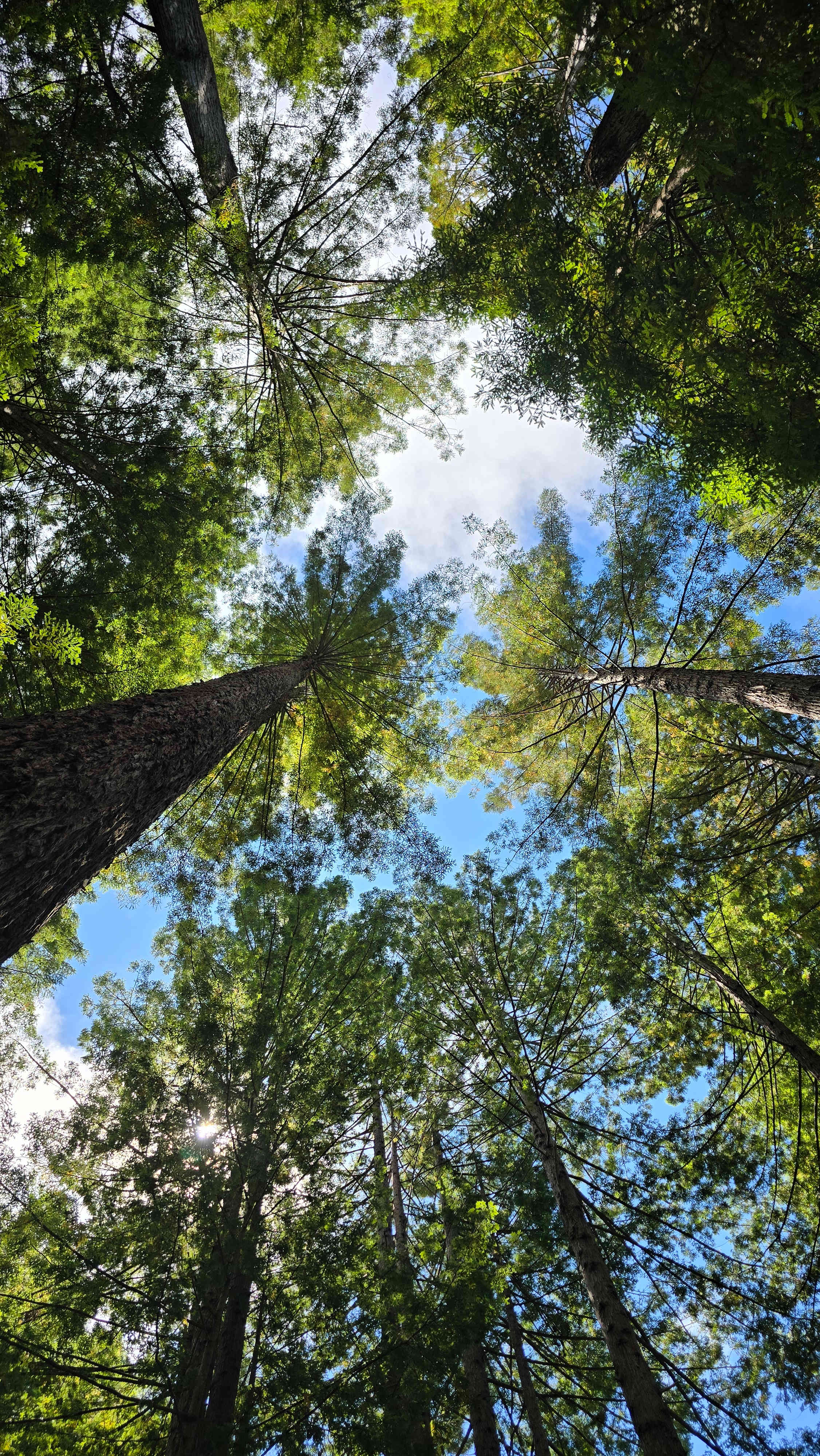 Whispering Redwood Creek