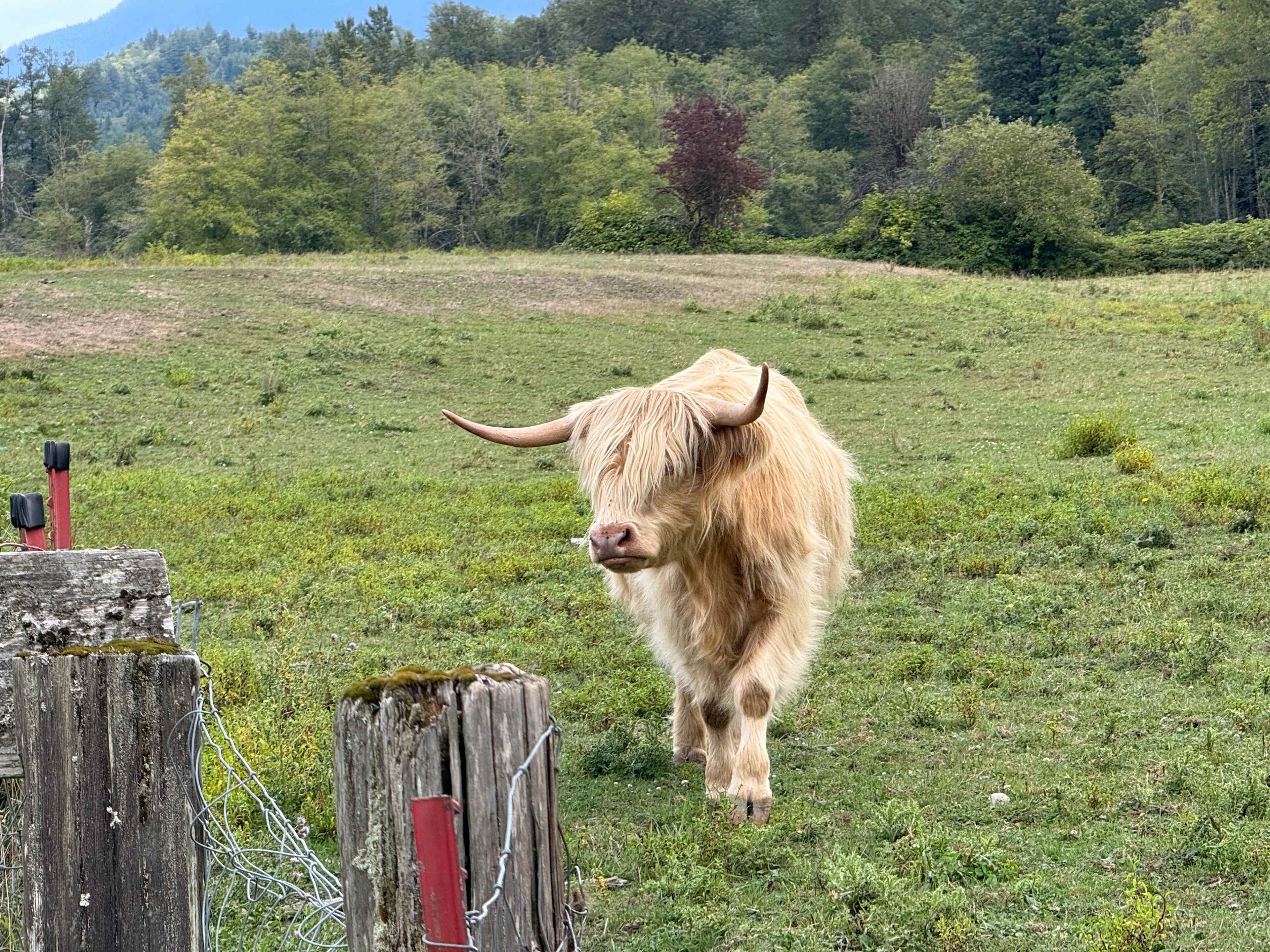 Oso Highlands