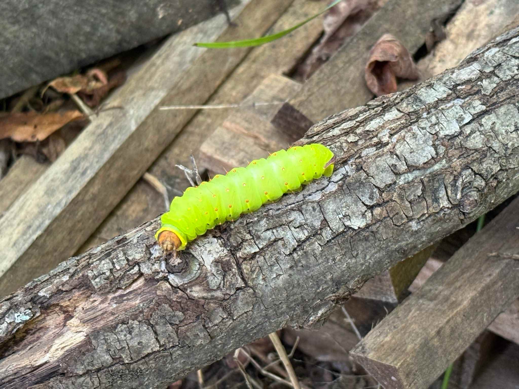 Lots of critters on the land :)