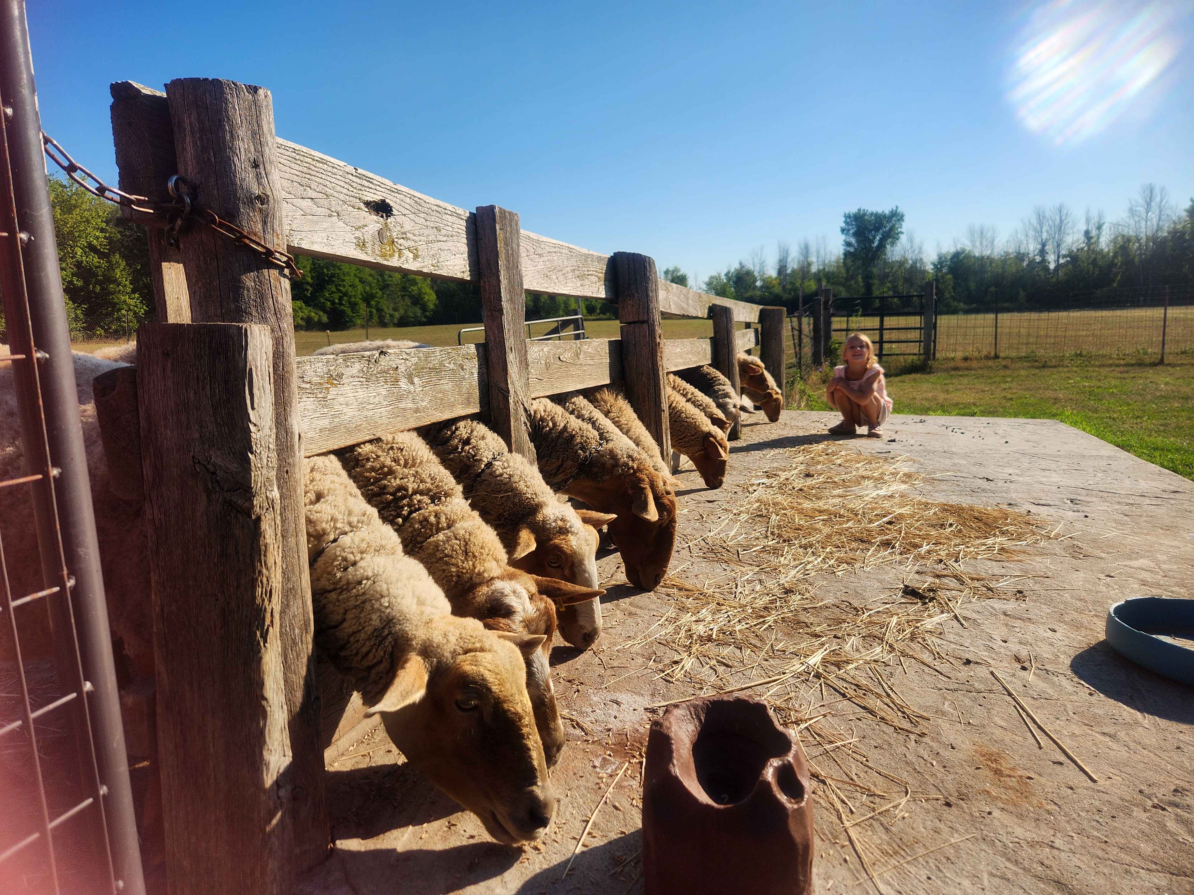 Feeding the sheep in the morning 