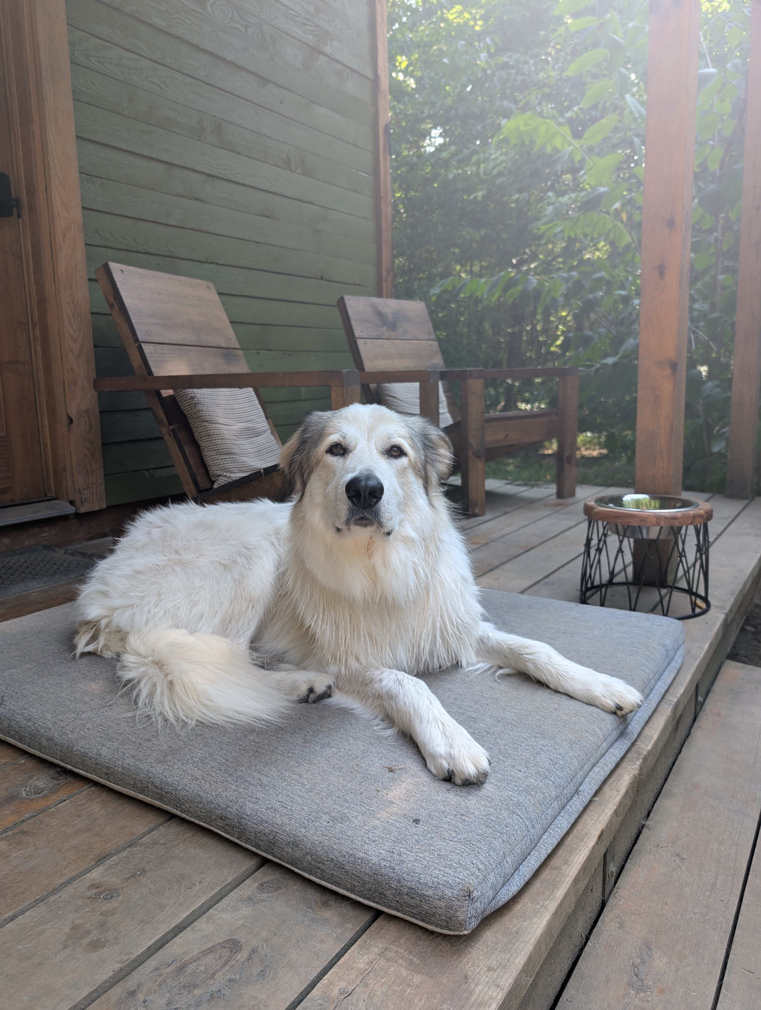 Our pup loved the cabin! A perfect place to relax and listen the forest.