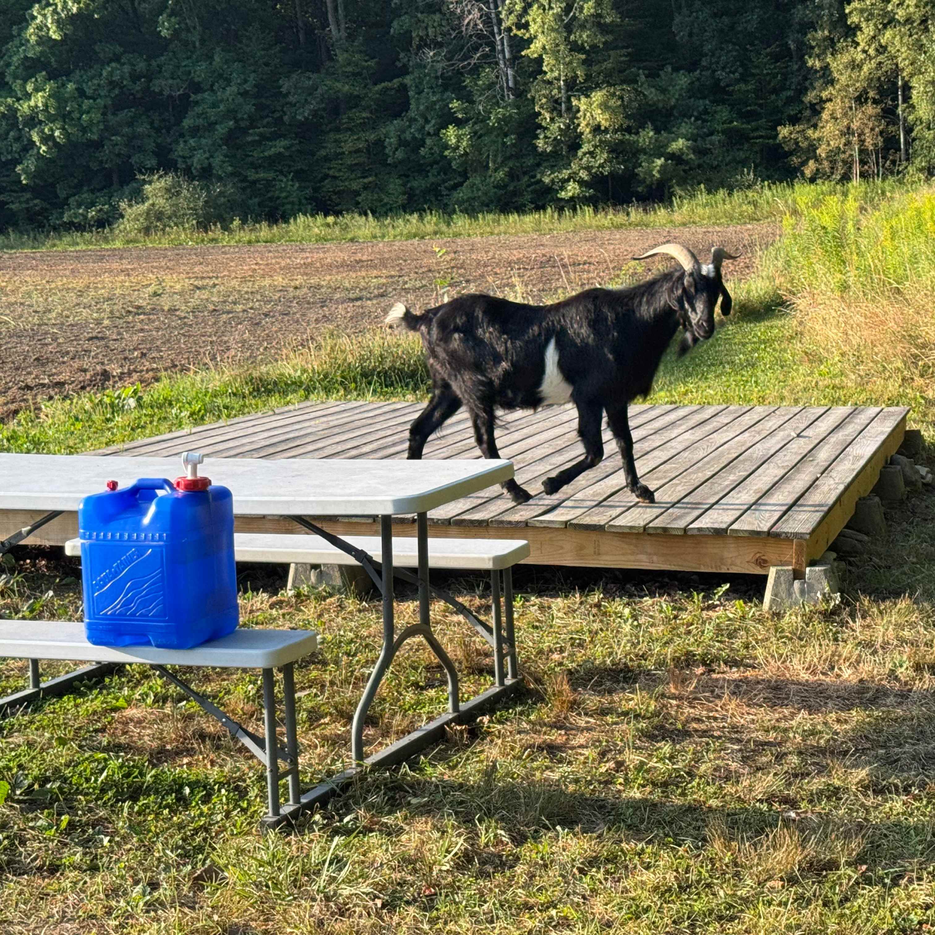Laughing Goat Fiber Farm