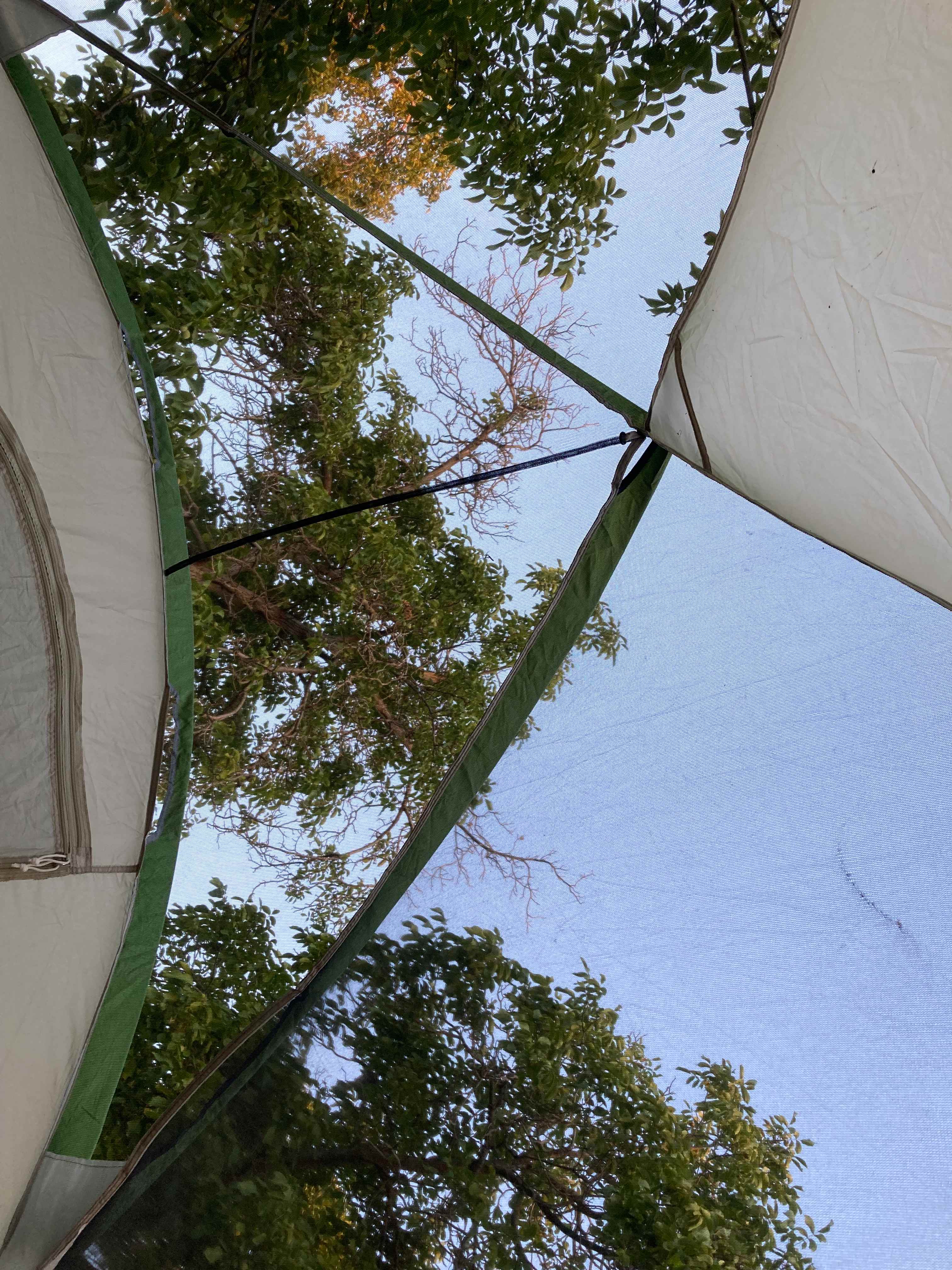 Goldfinches in the trees!