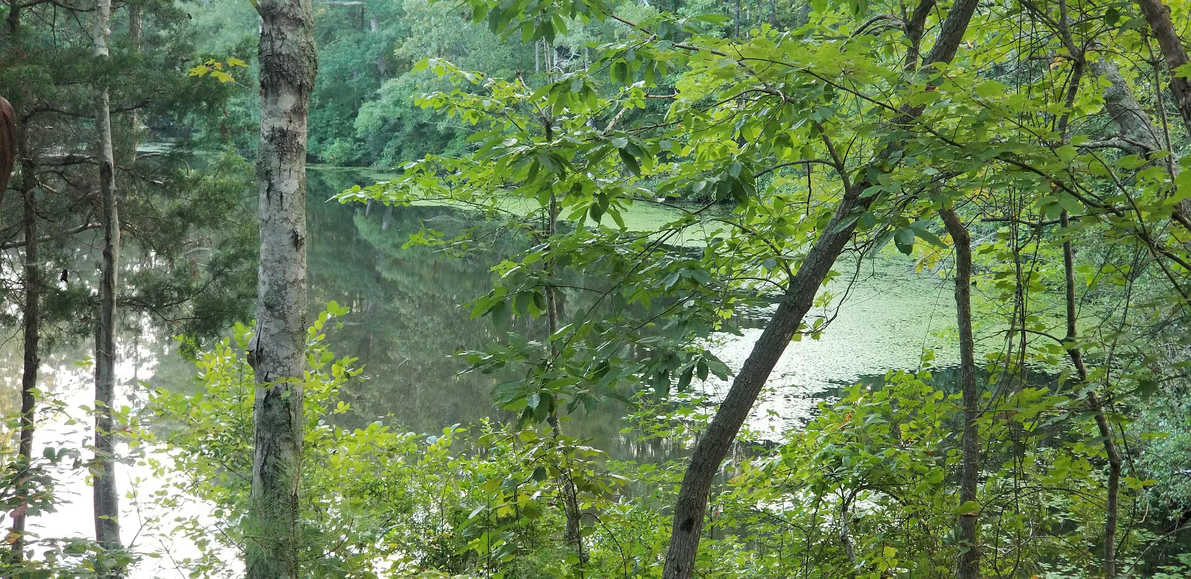 Pond view from porch