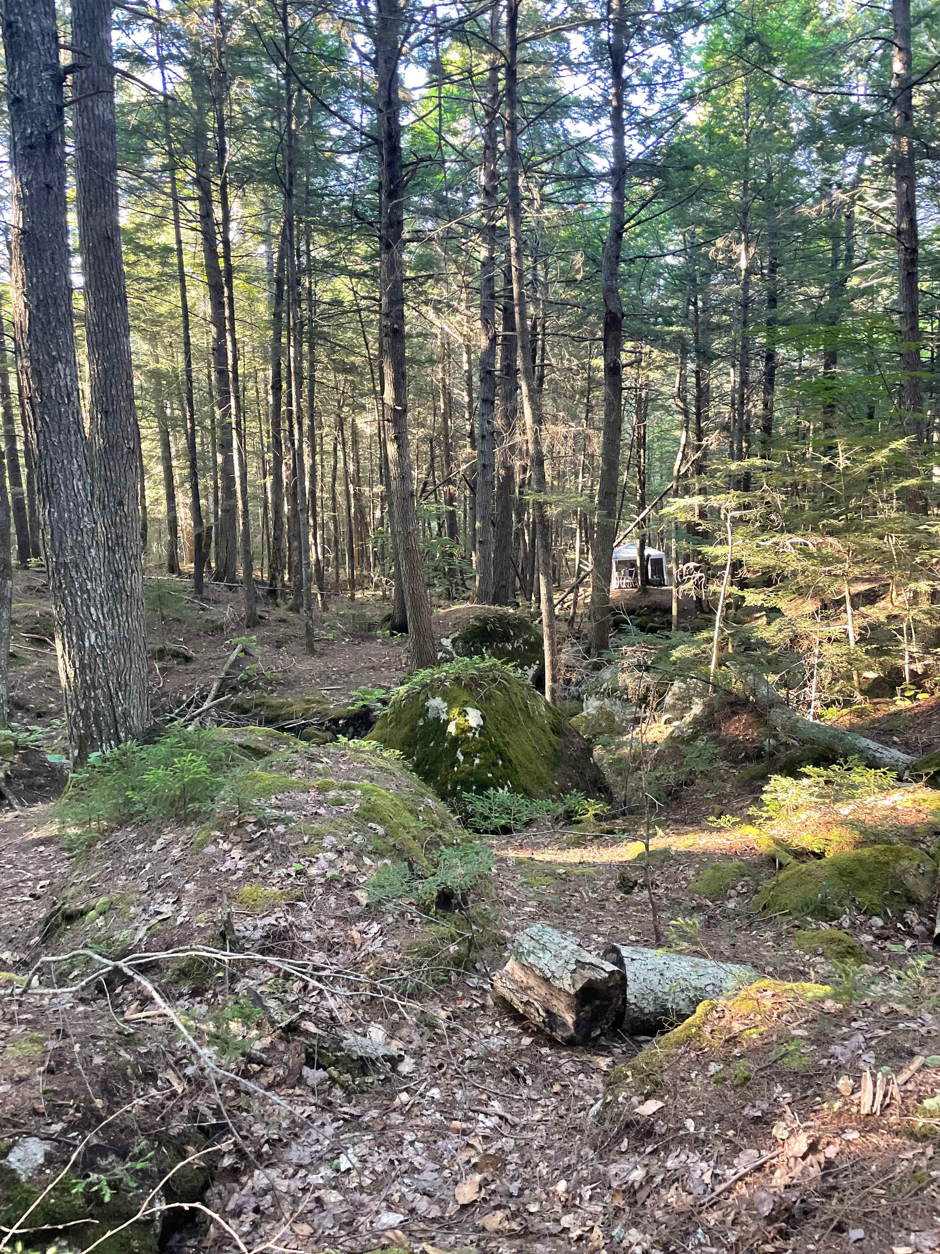 Flag Hill Farm And Forest