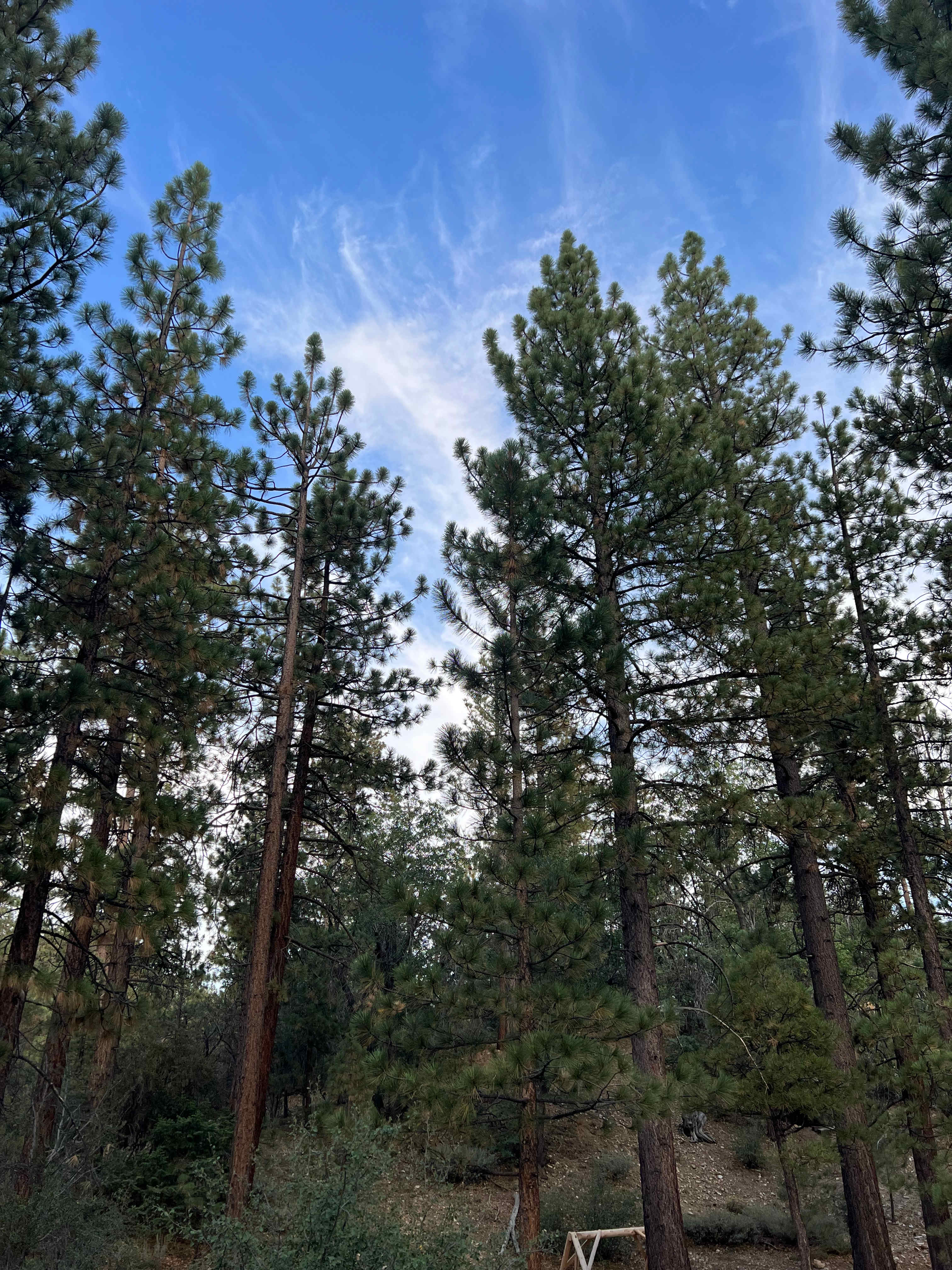 Bear Hollow Camp Site