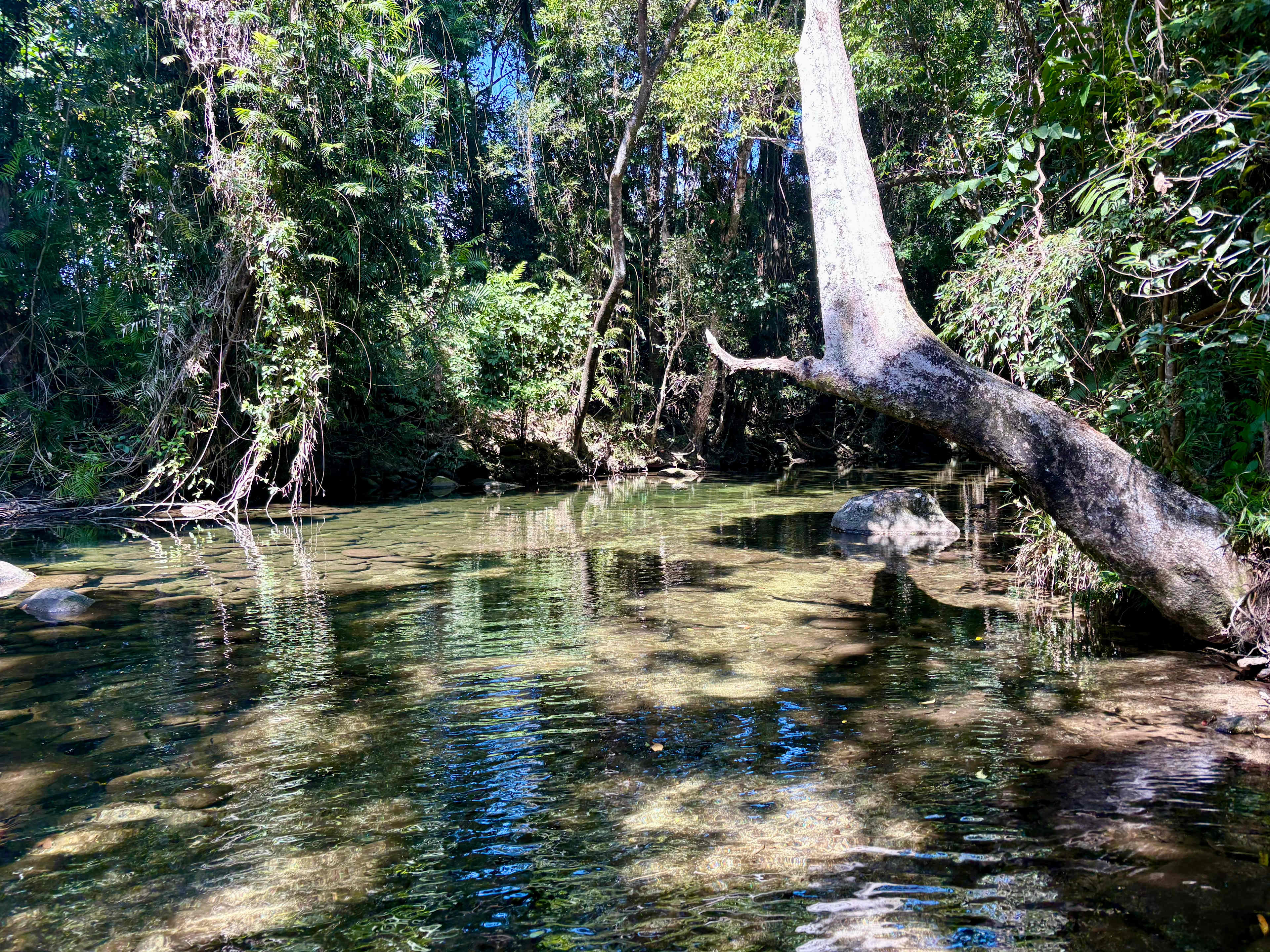 Rainforest Stream Near Cairns