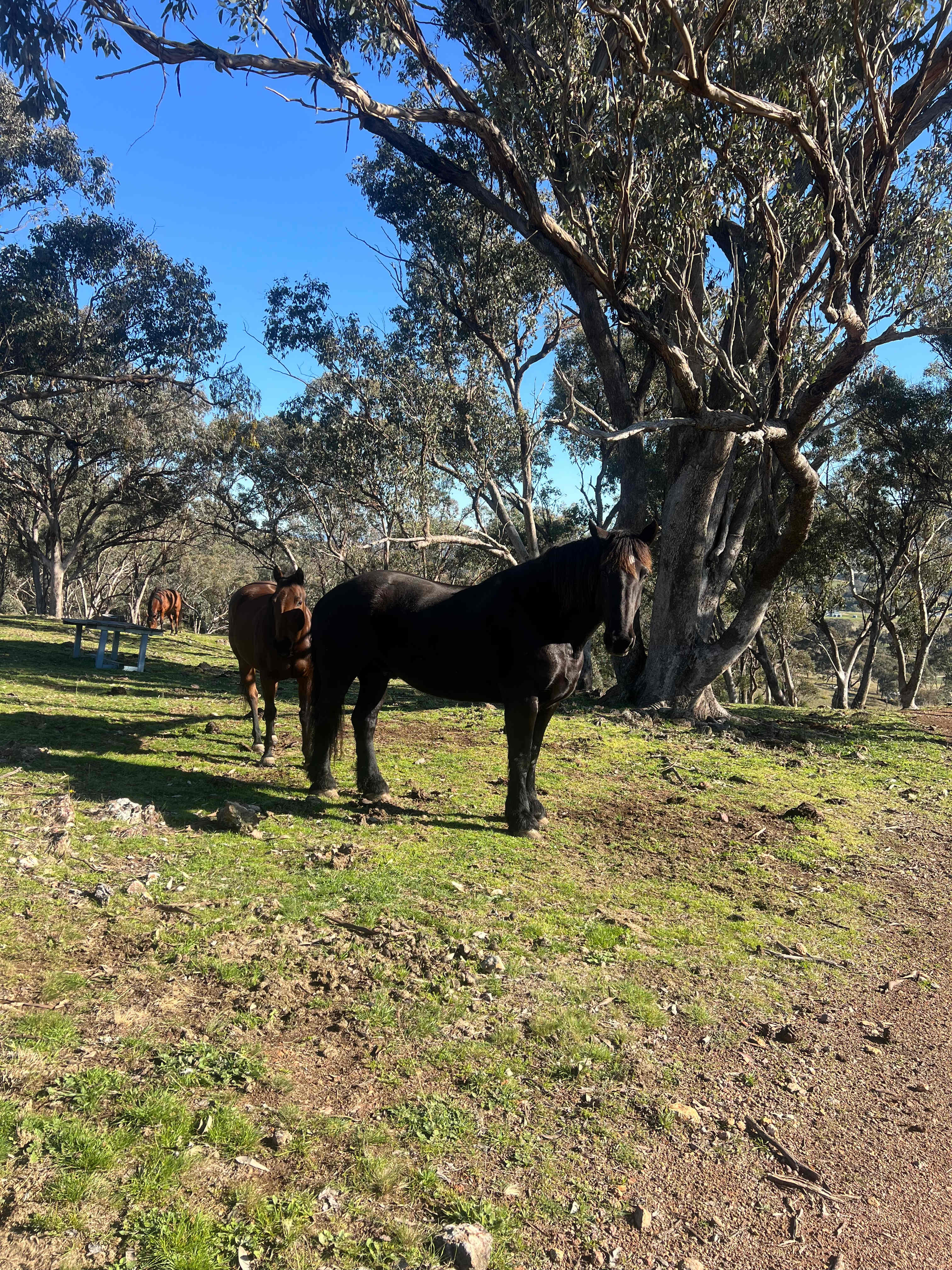 Hillsdale Farm Mudgee - 4WD Access