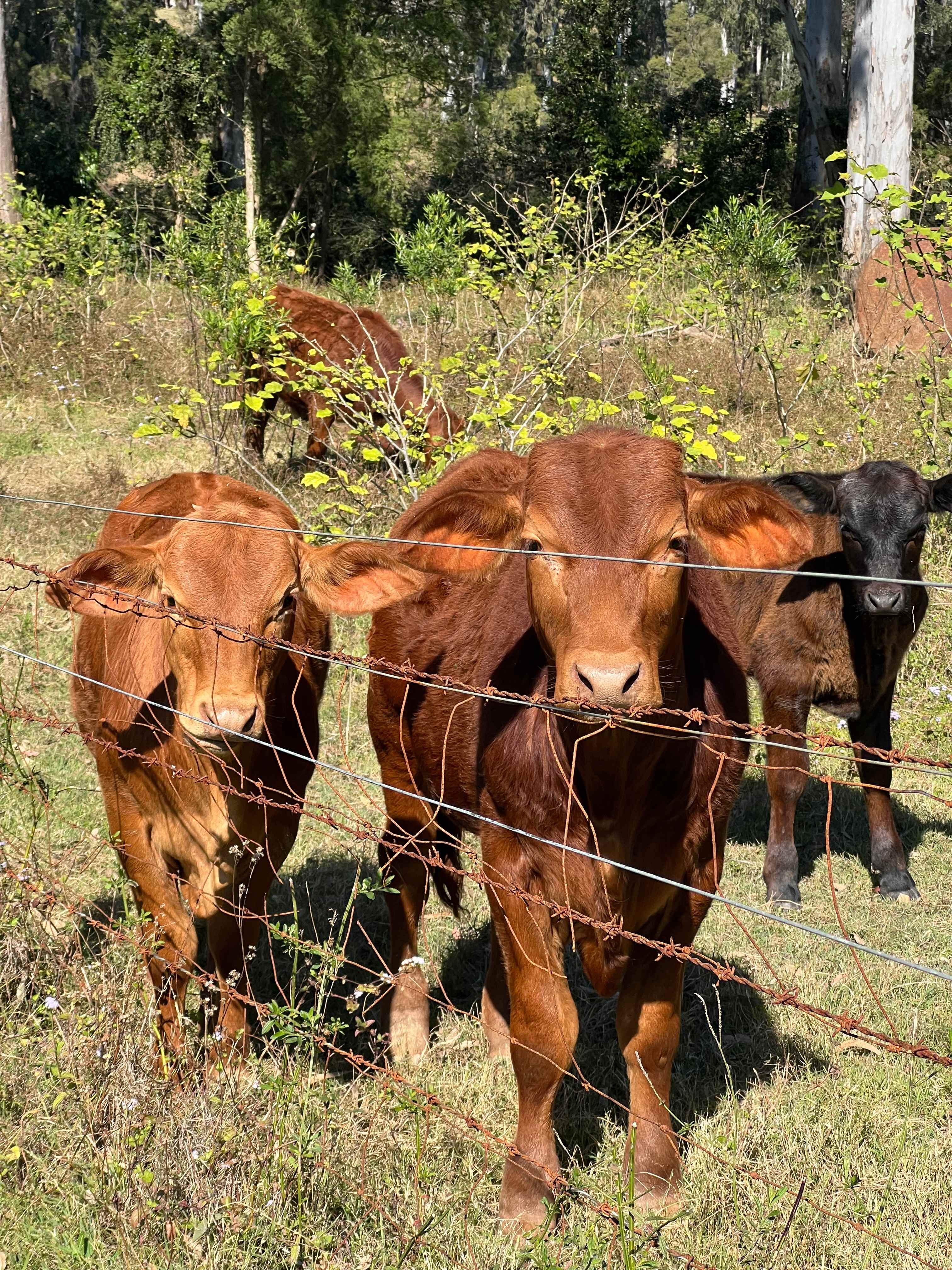 Blue Gums River Retreat