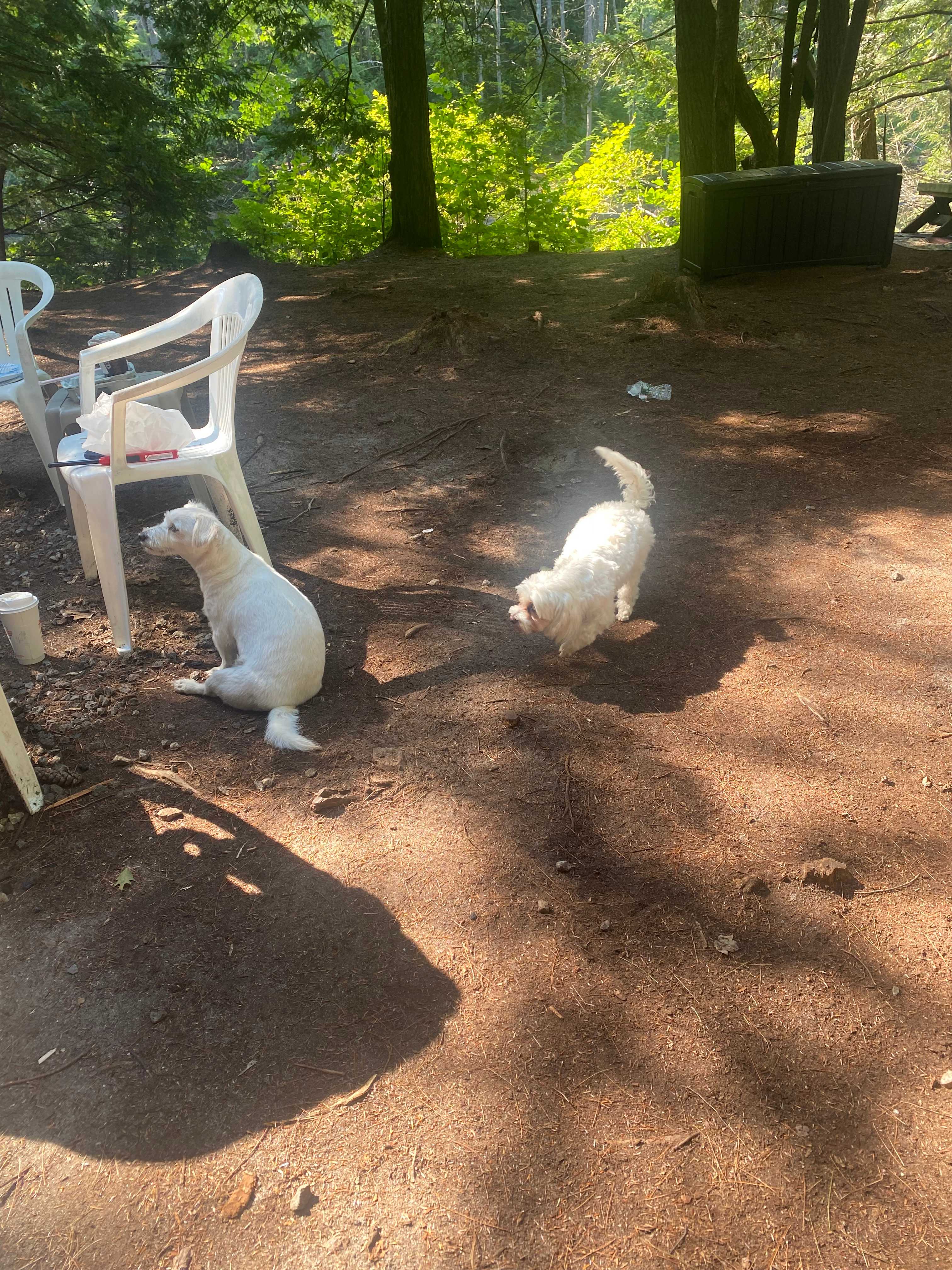 Tiny House, Horse Trailer, S Tent