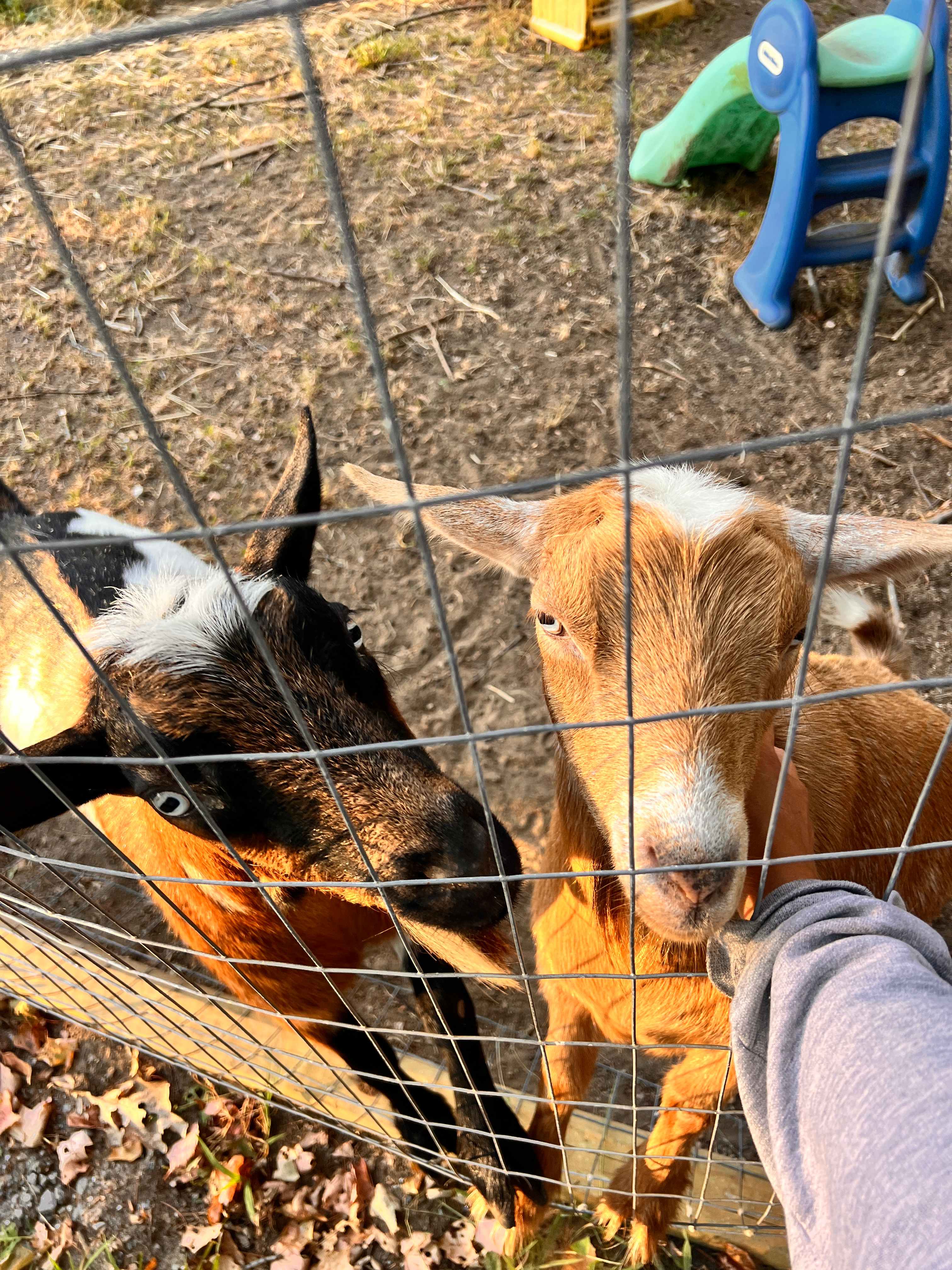 Lakeside camping near Bath Maine