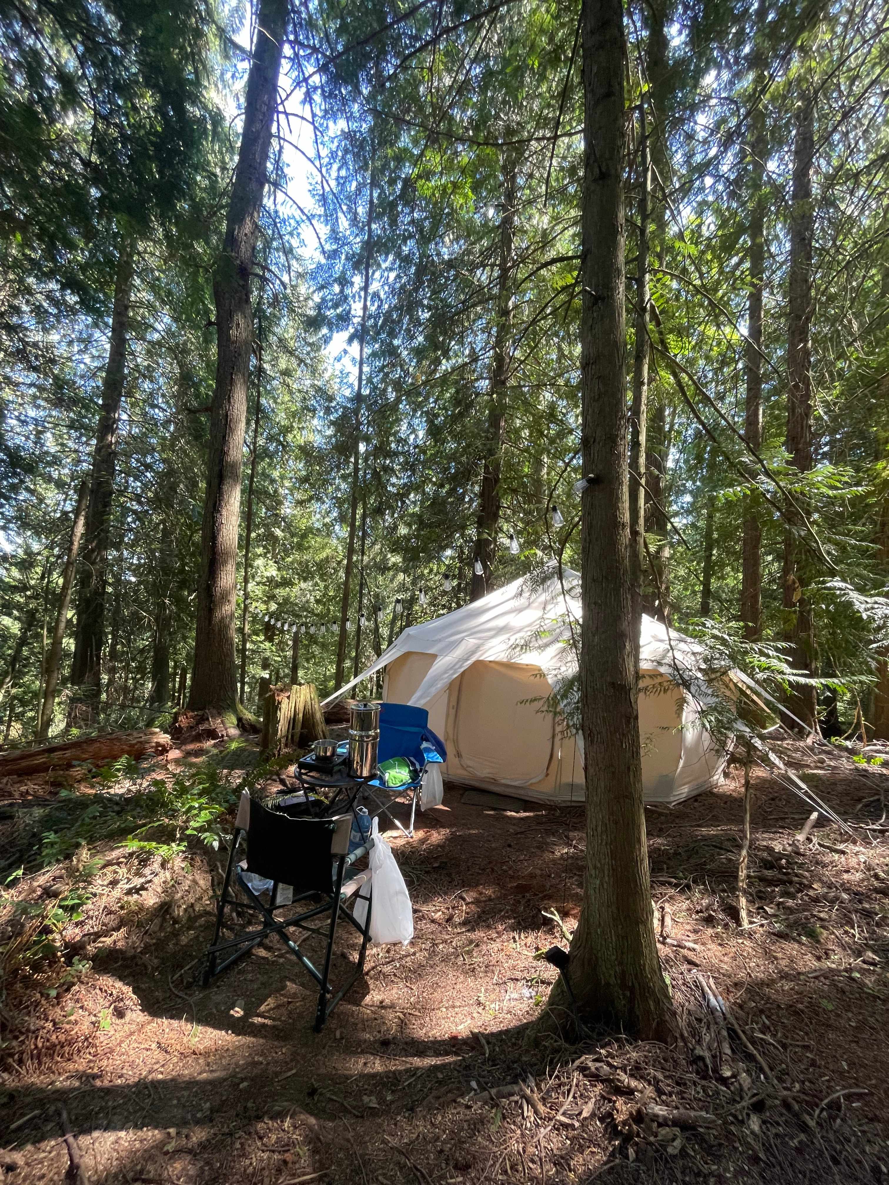 Woodland at The Shamba