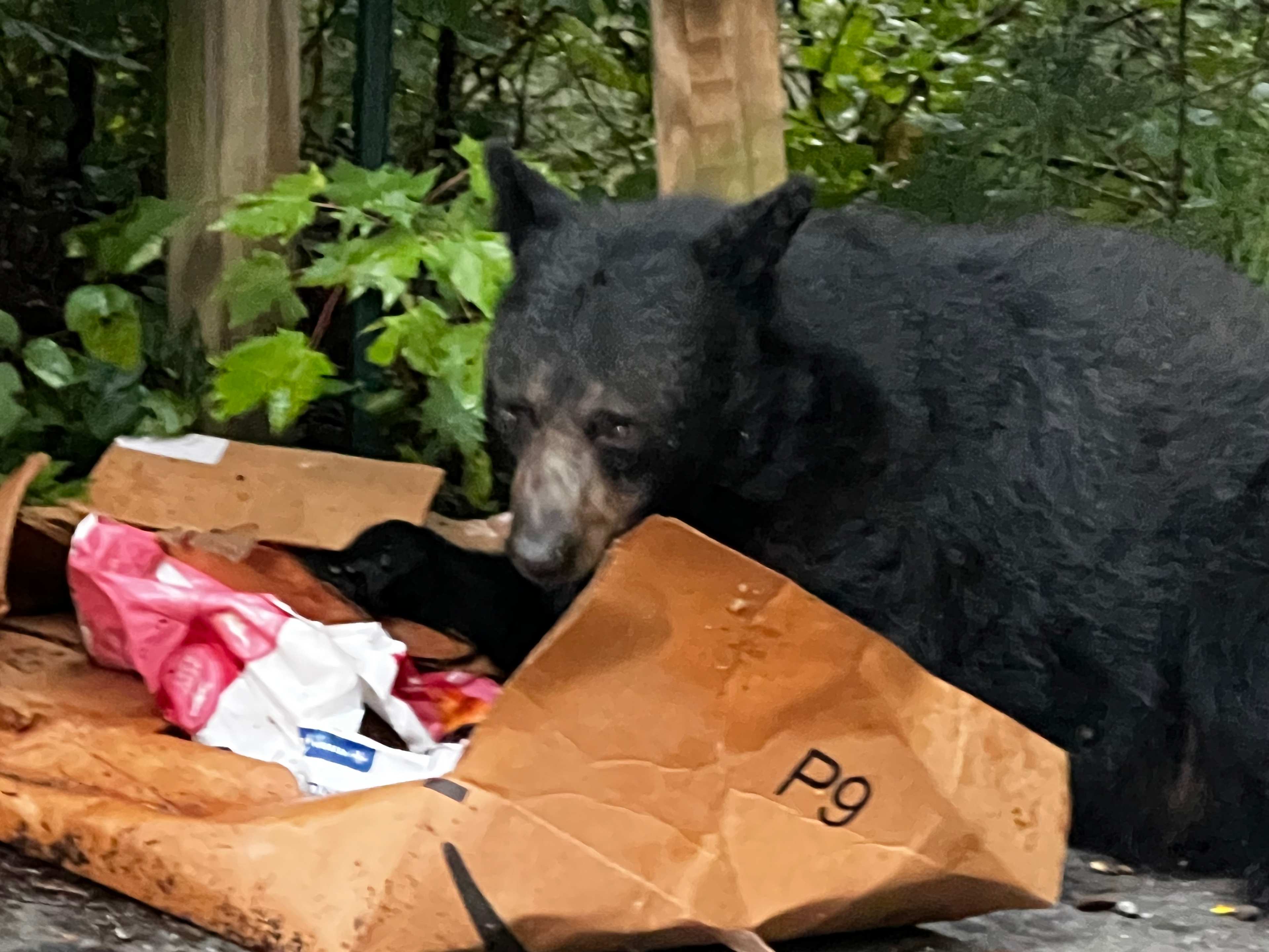 Don’t leave food out!