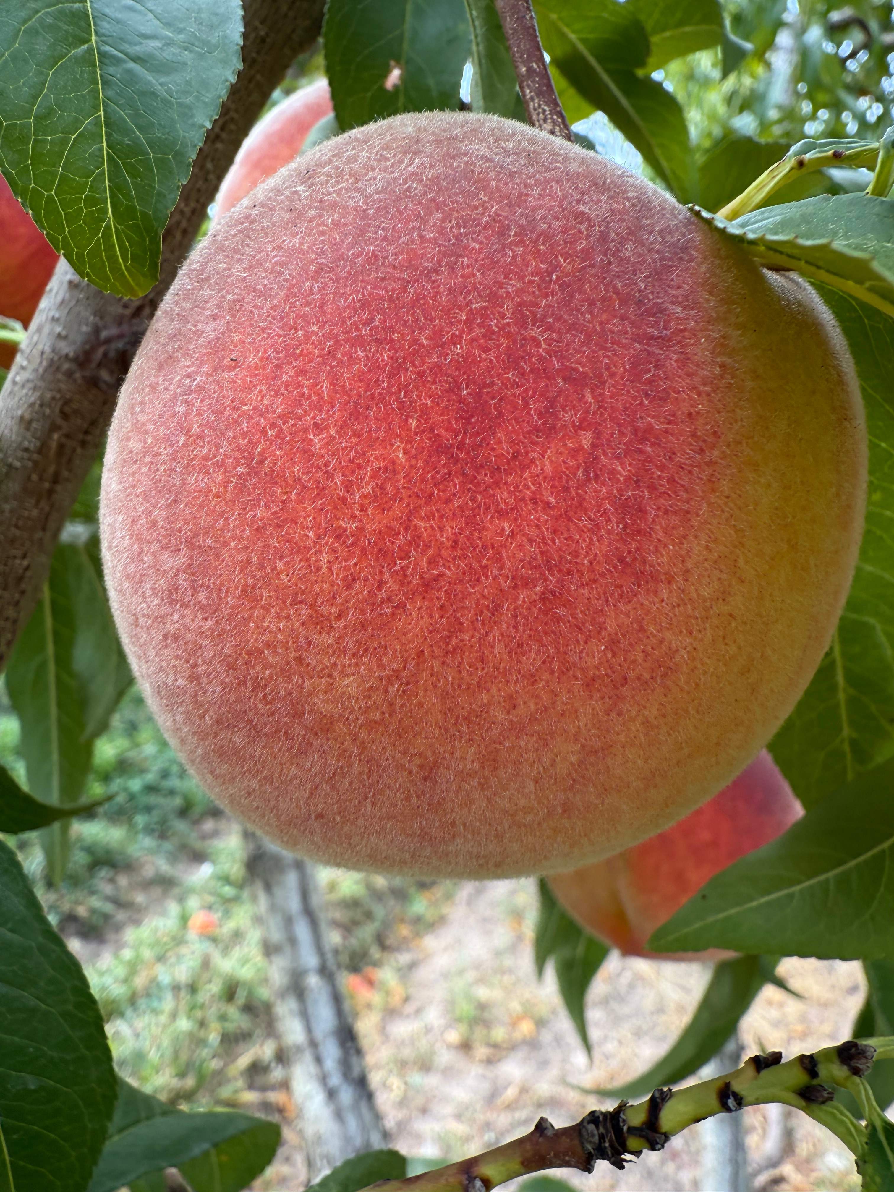 Reverie Retreat at MTO