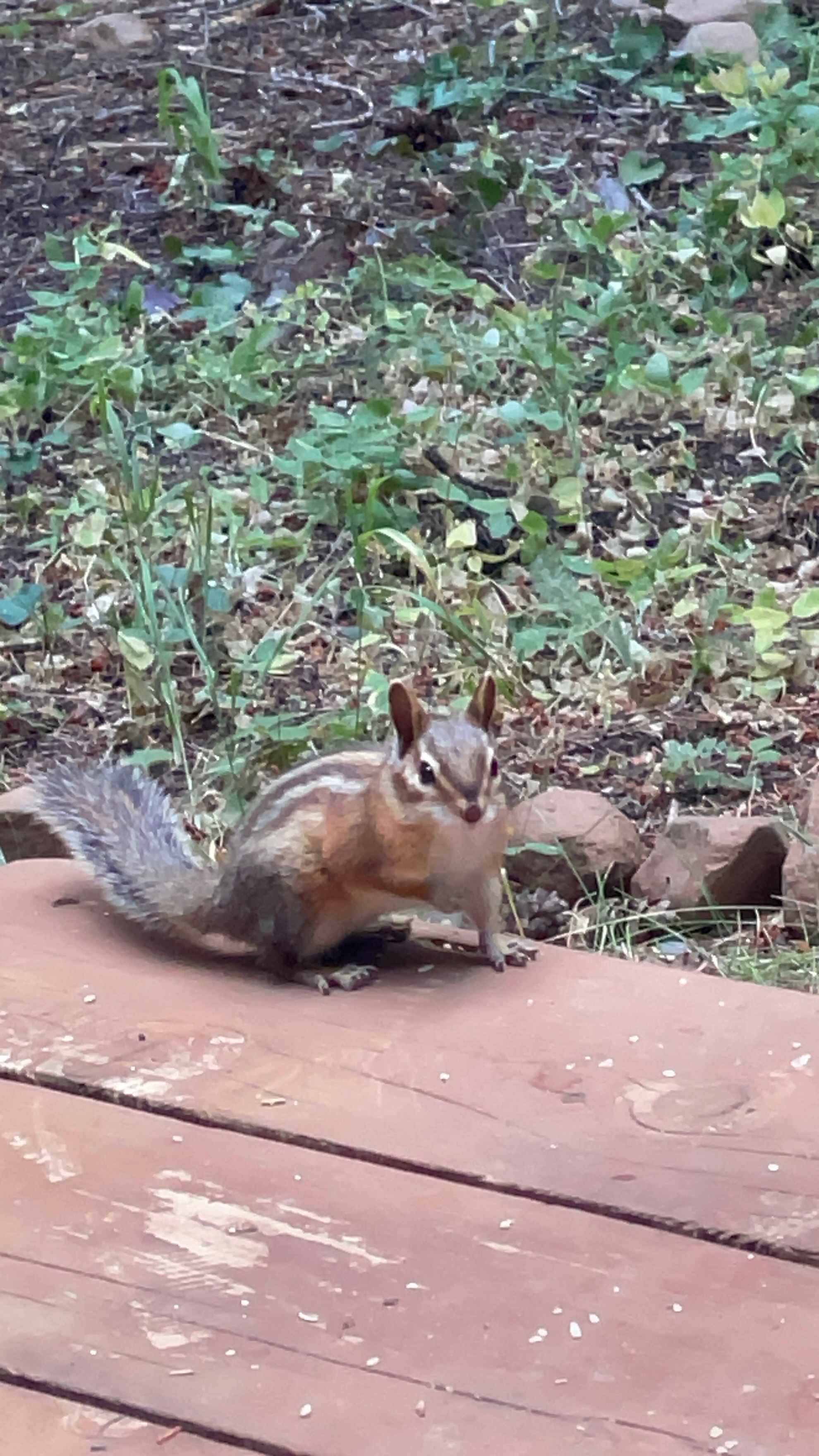 Owl Creek Cabin Mountain Getaway