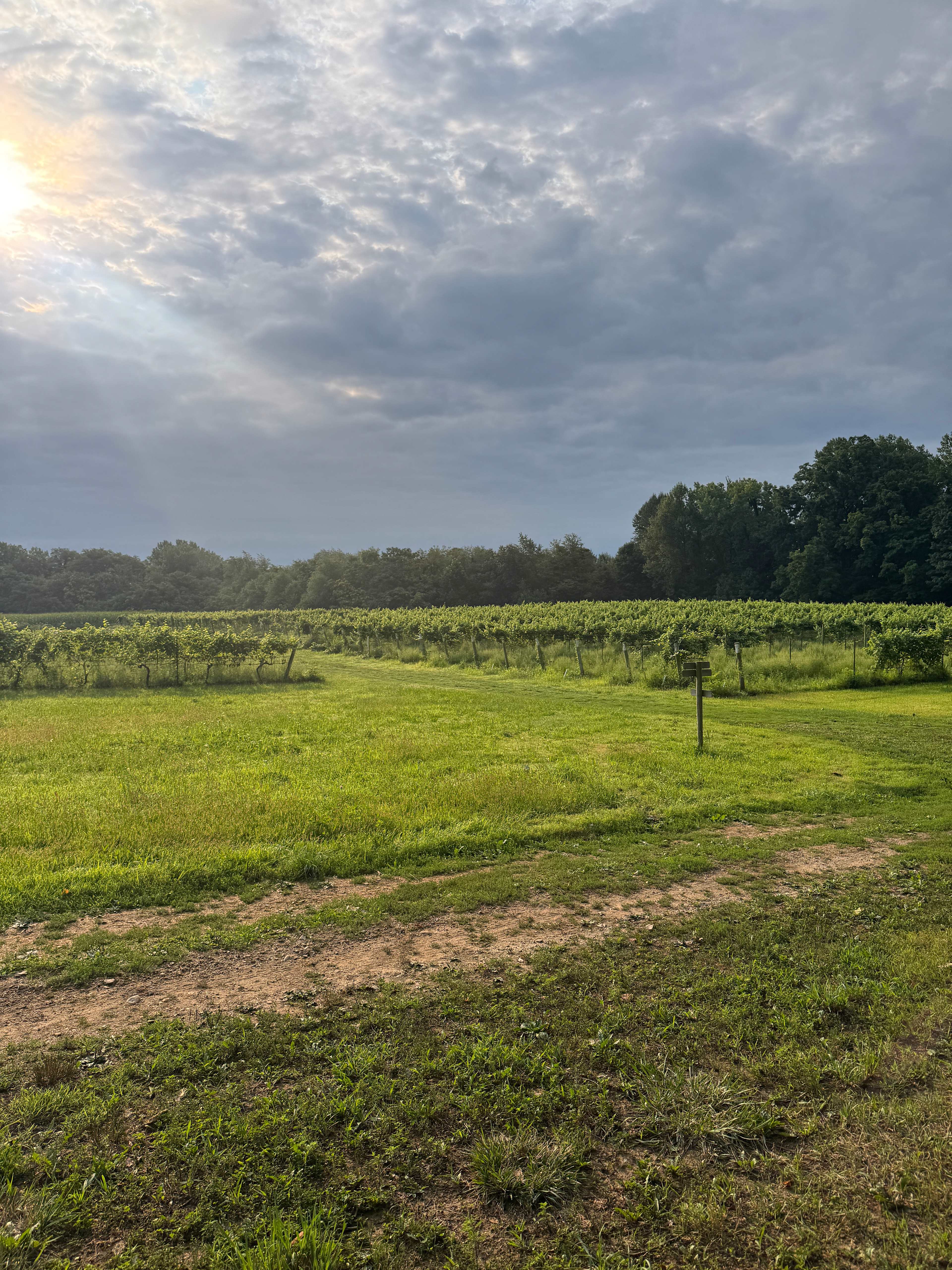 Mulln-Heim Vineyards