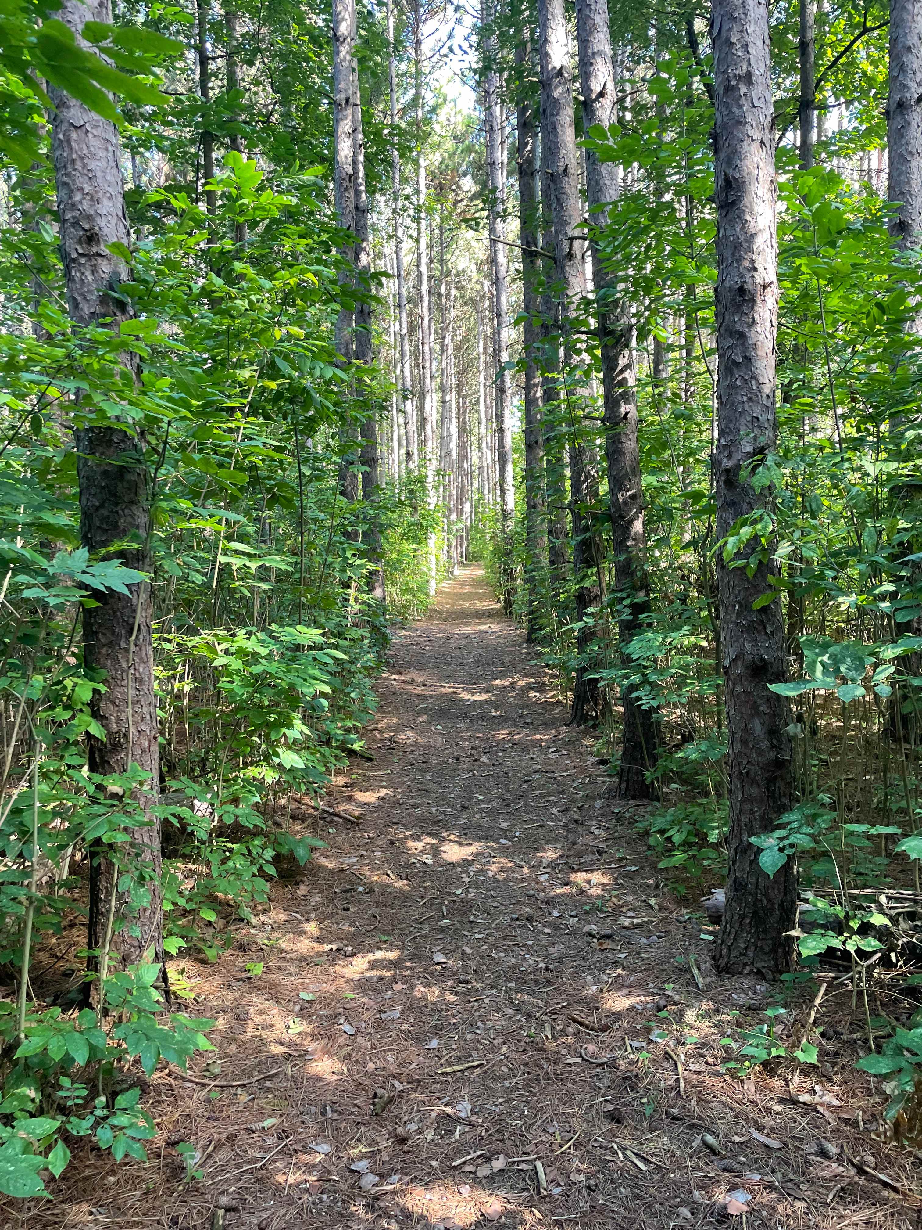 Forest Bunkie on Bruce Trail