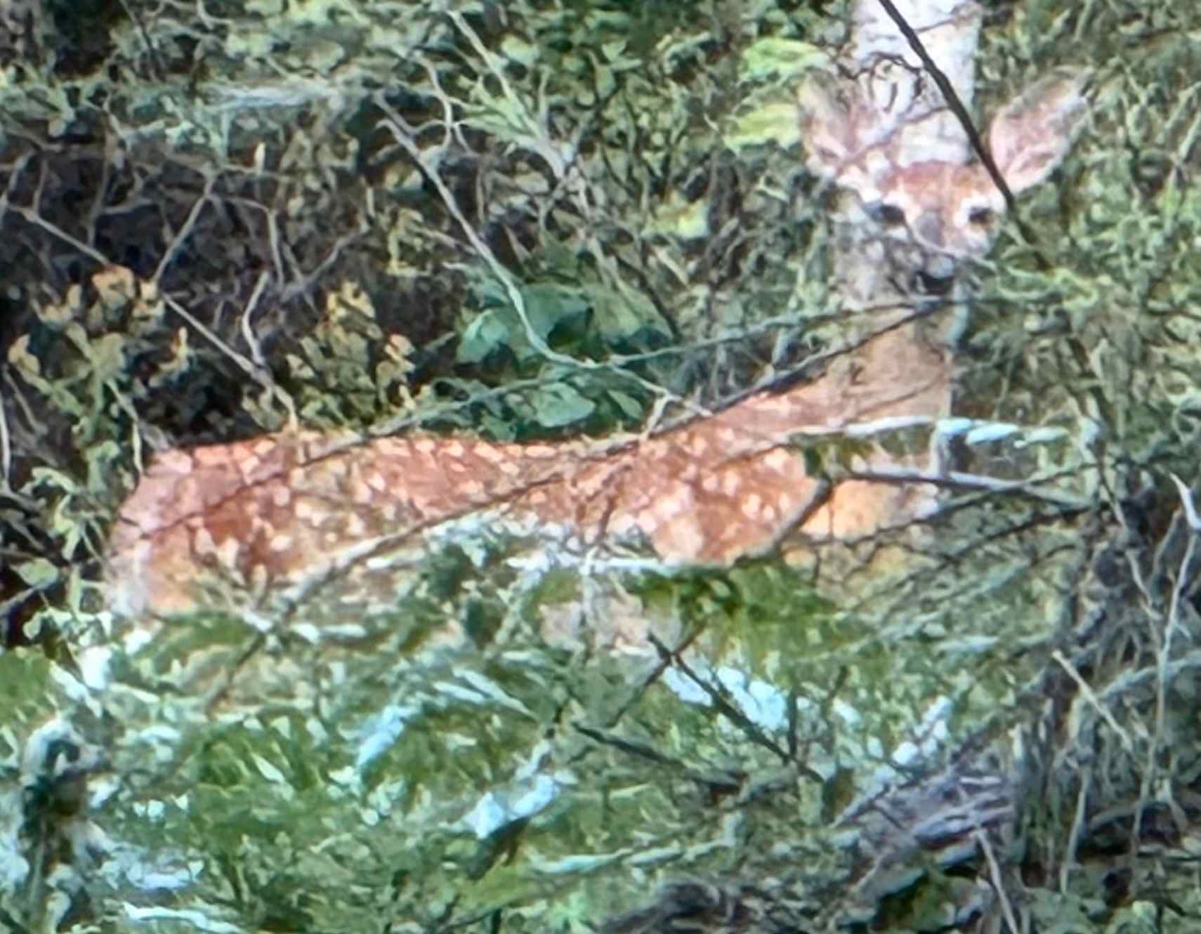 Fawn in the trees
