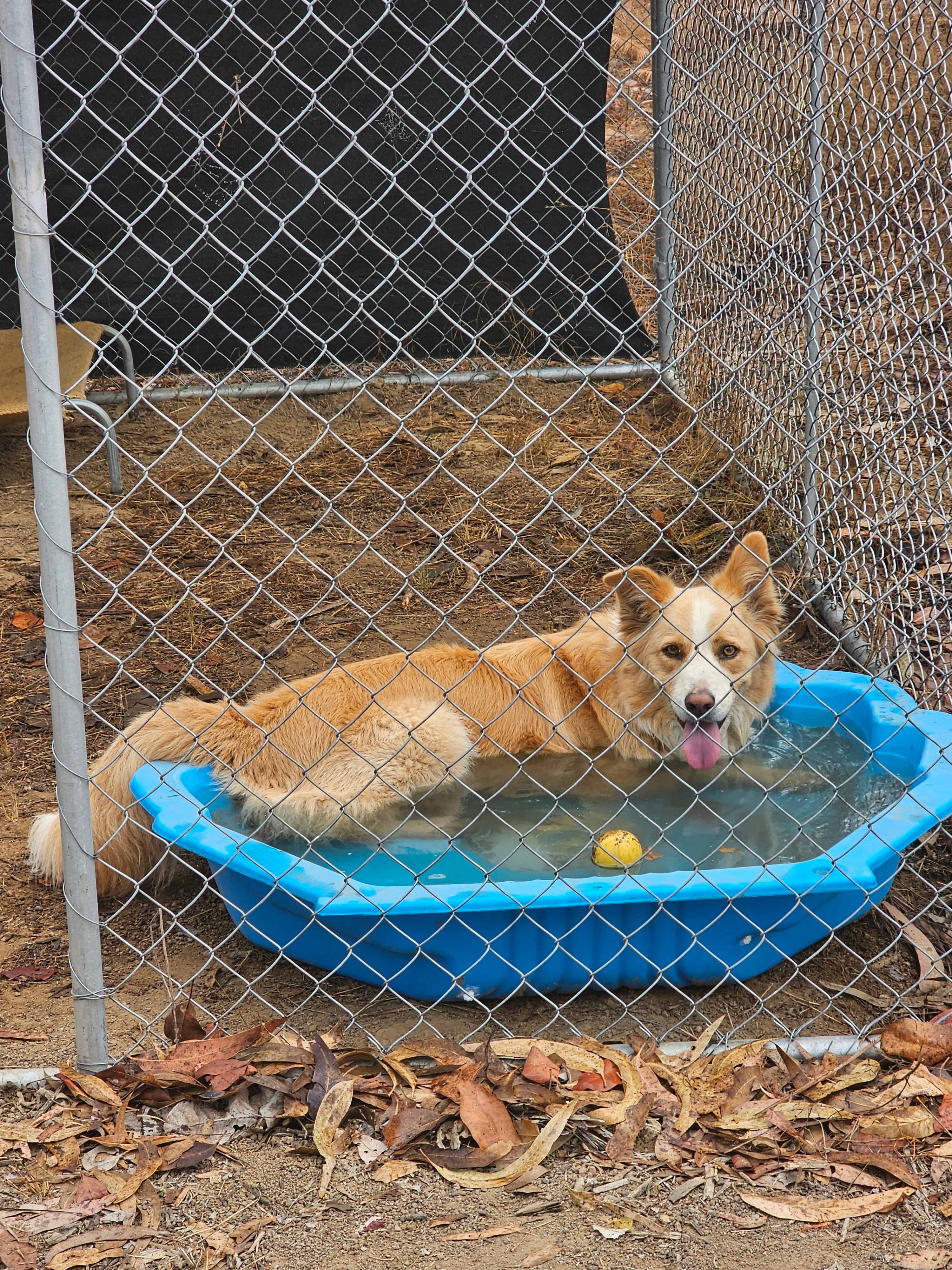 Dundee Coffee Rock camping with dog