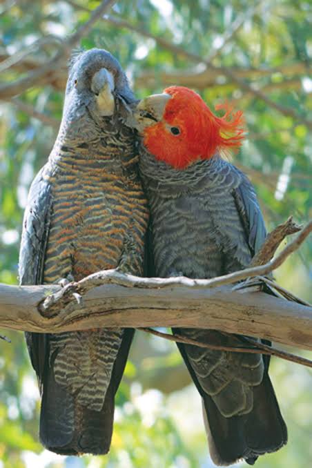 Local Gang Gang Cockatoos