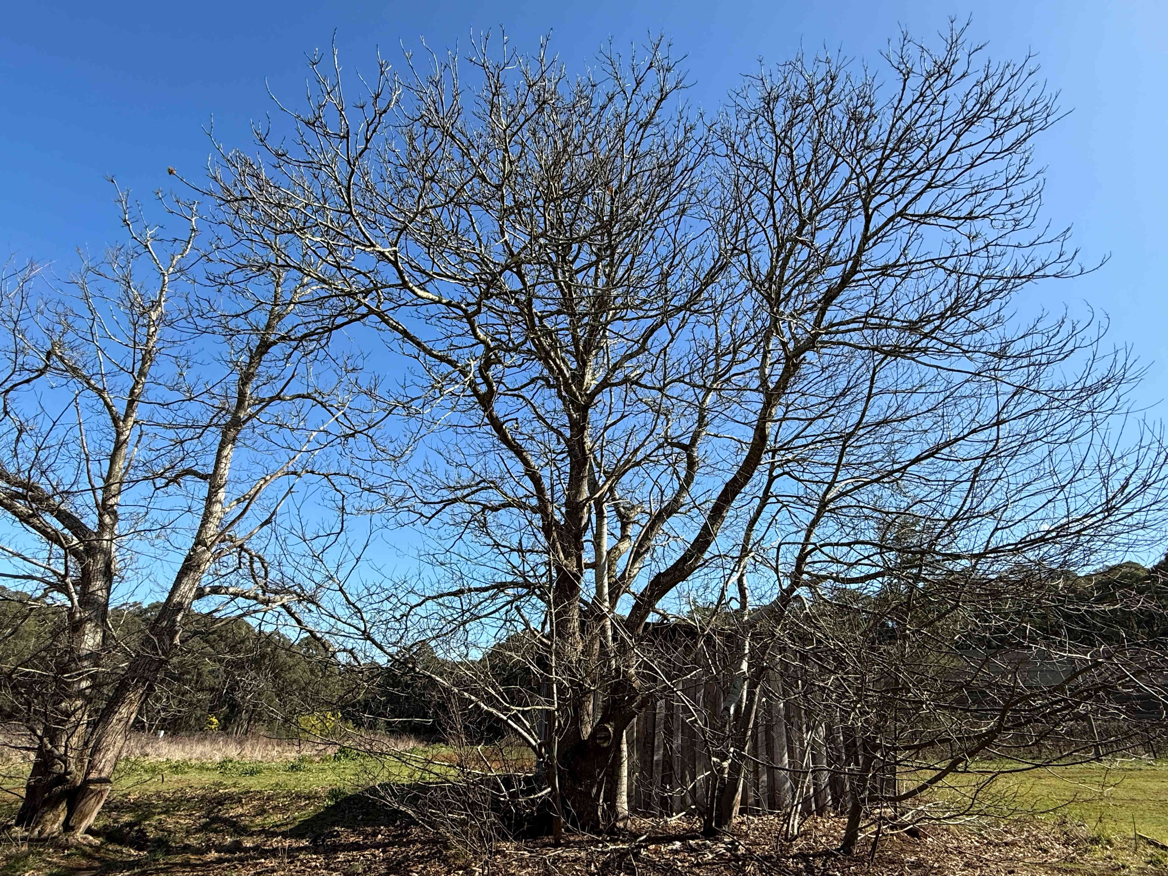 Nerrigundah Contrée Sauvage
