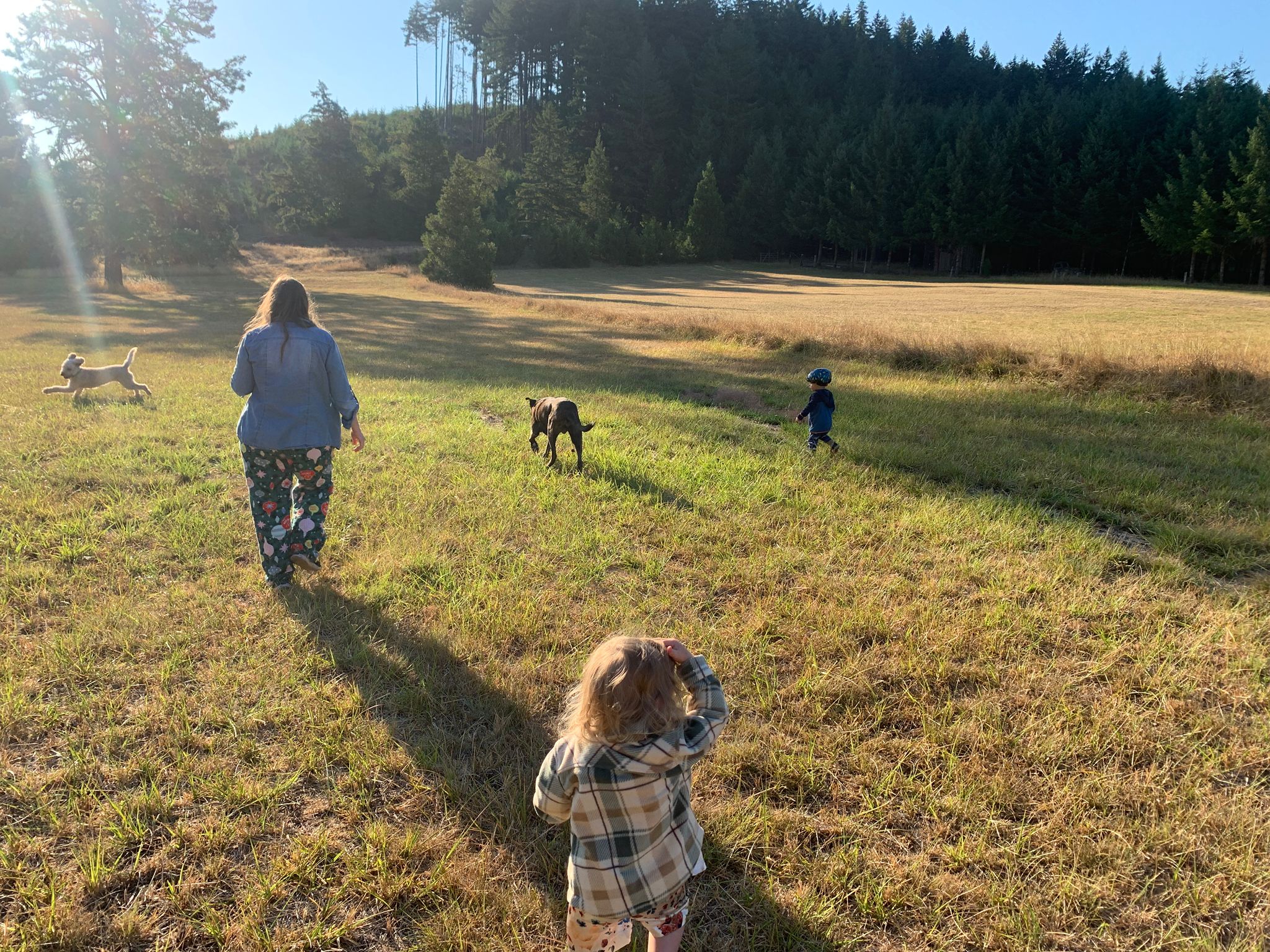 Lots of space for dogs and kids to roam freely!