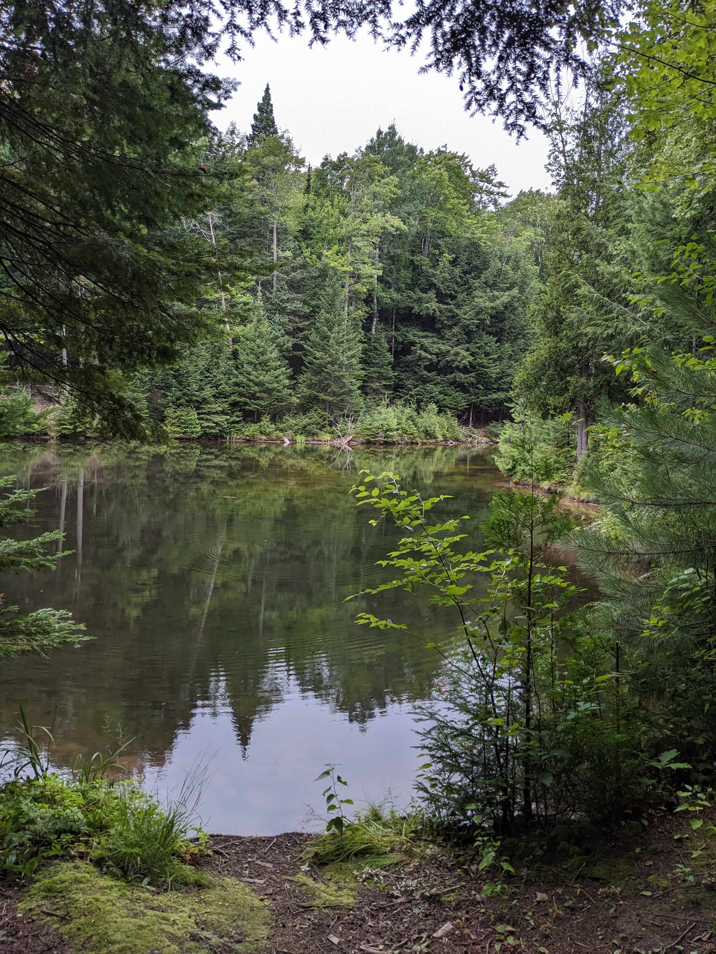 Morning view of the pond