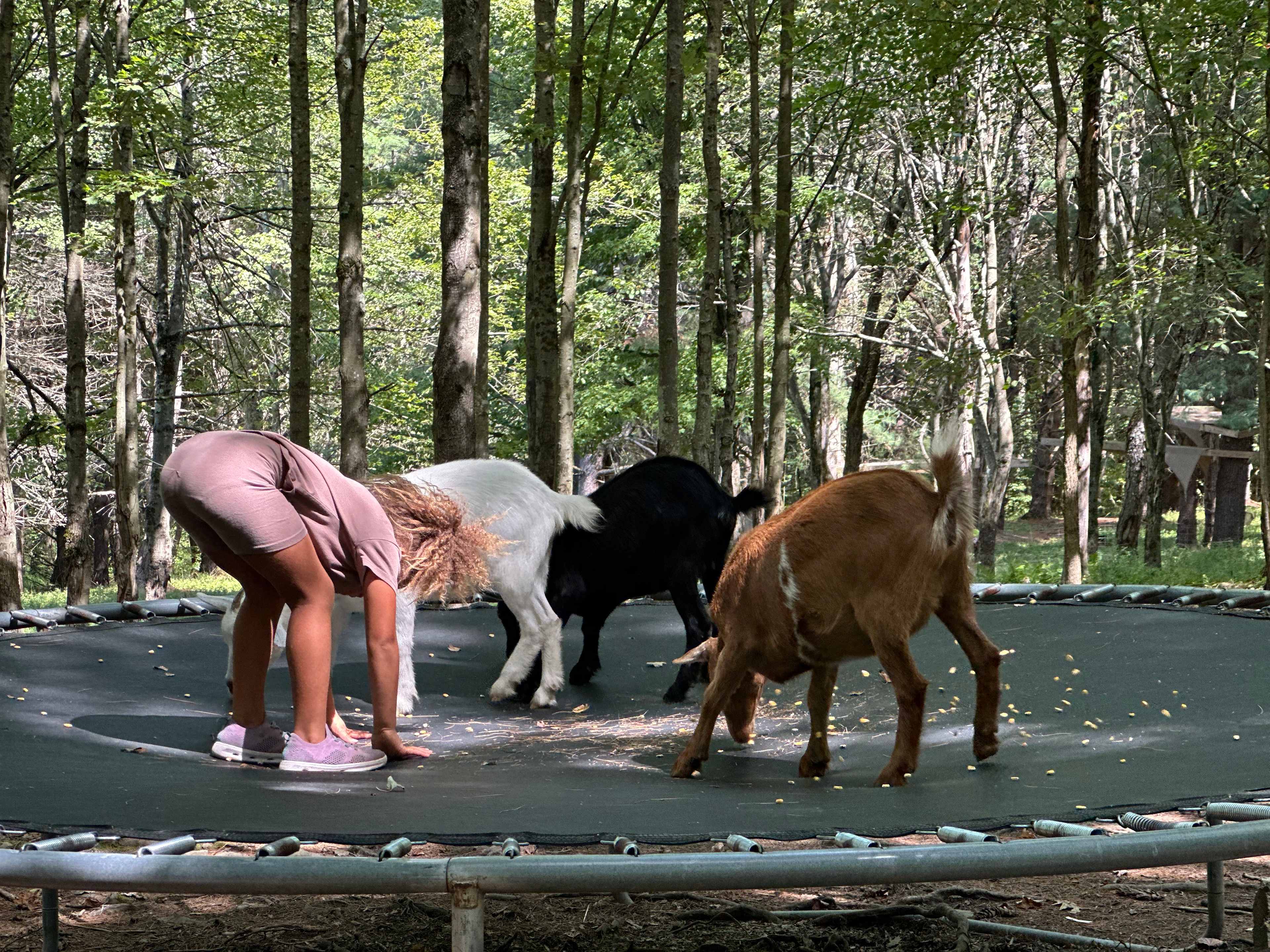 Mariaville Goat Farm Yurt