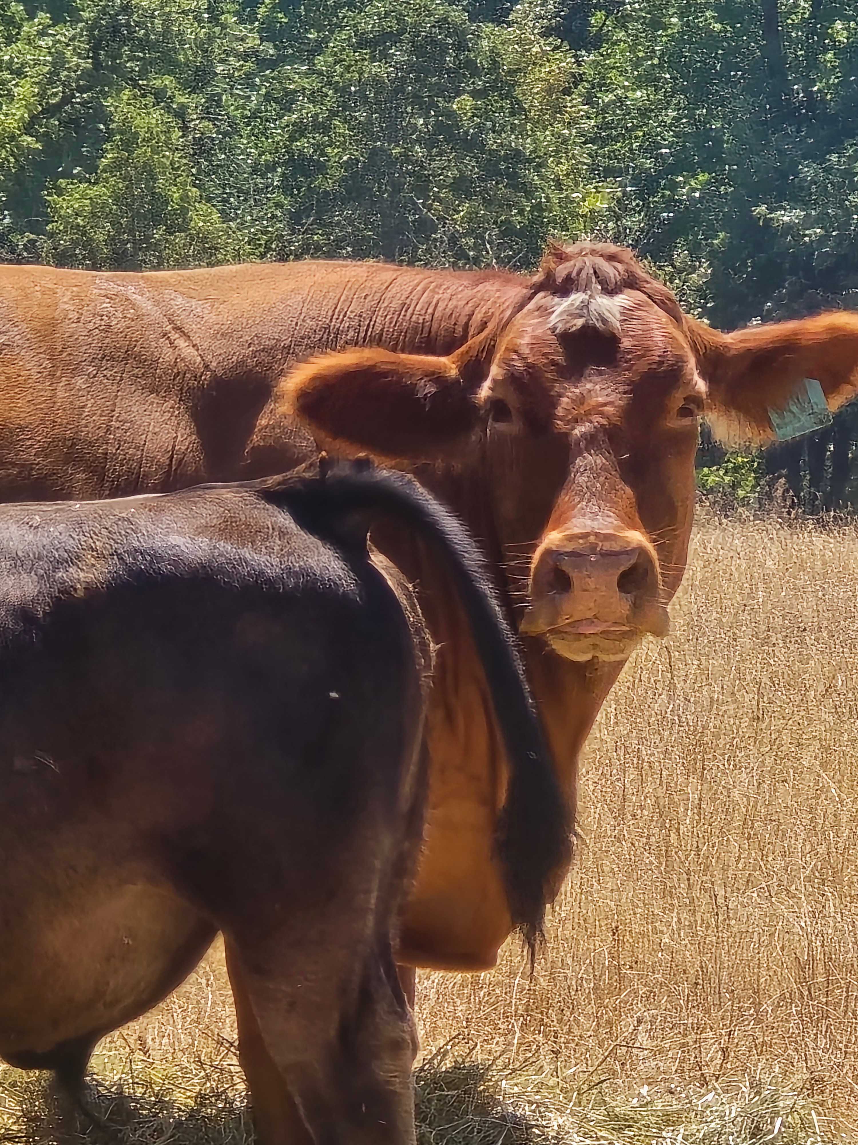 Glamping by North Santiam River