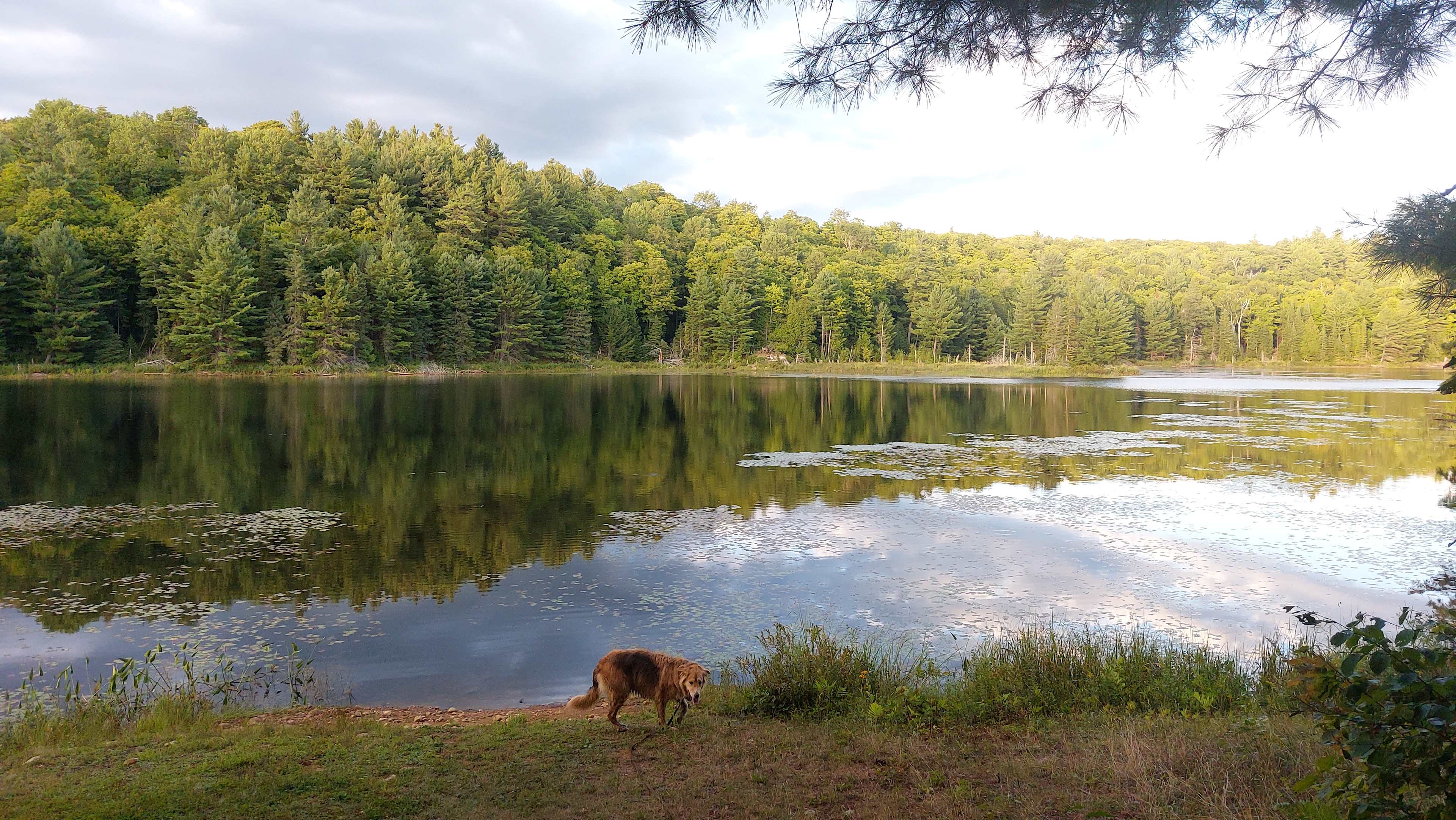 Ball Lake Tent Camping