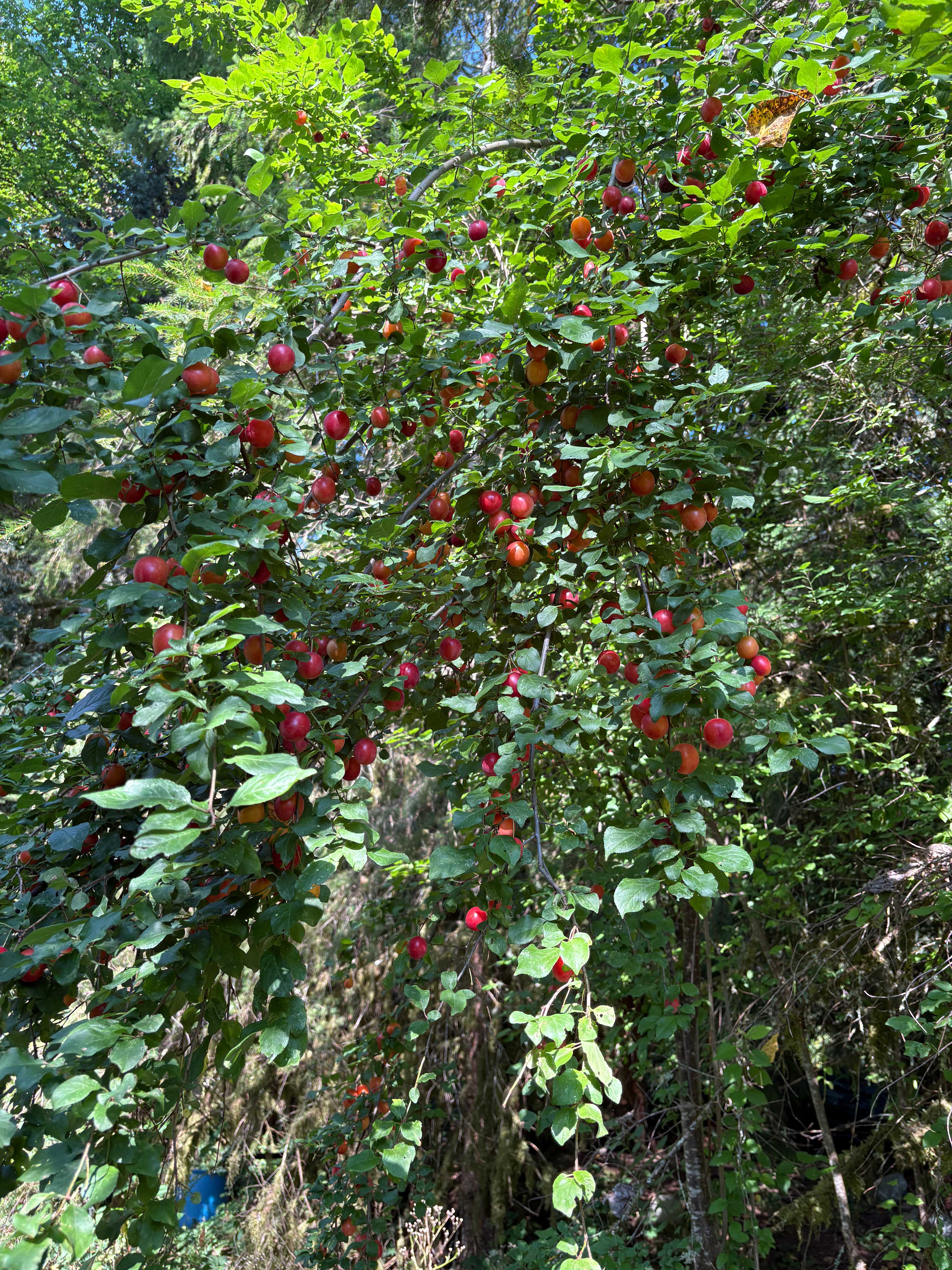 The Pathfinders Sanctuary