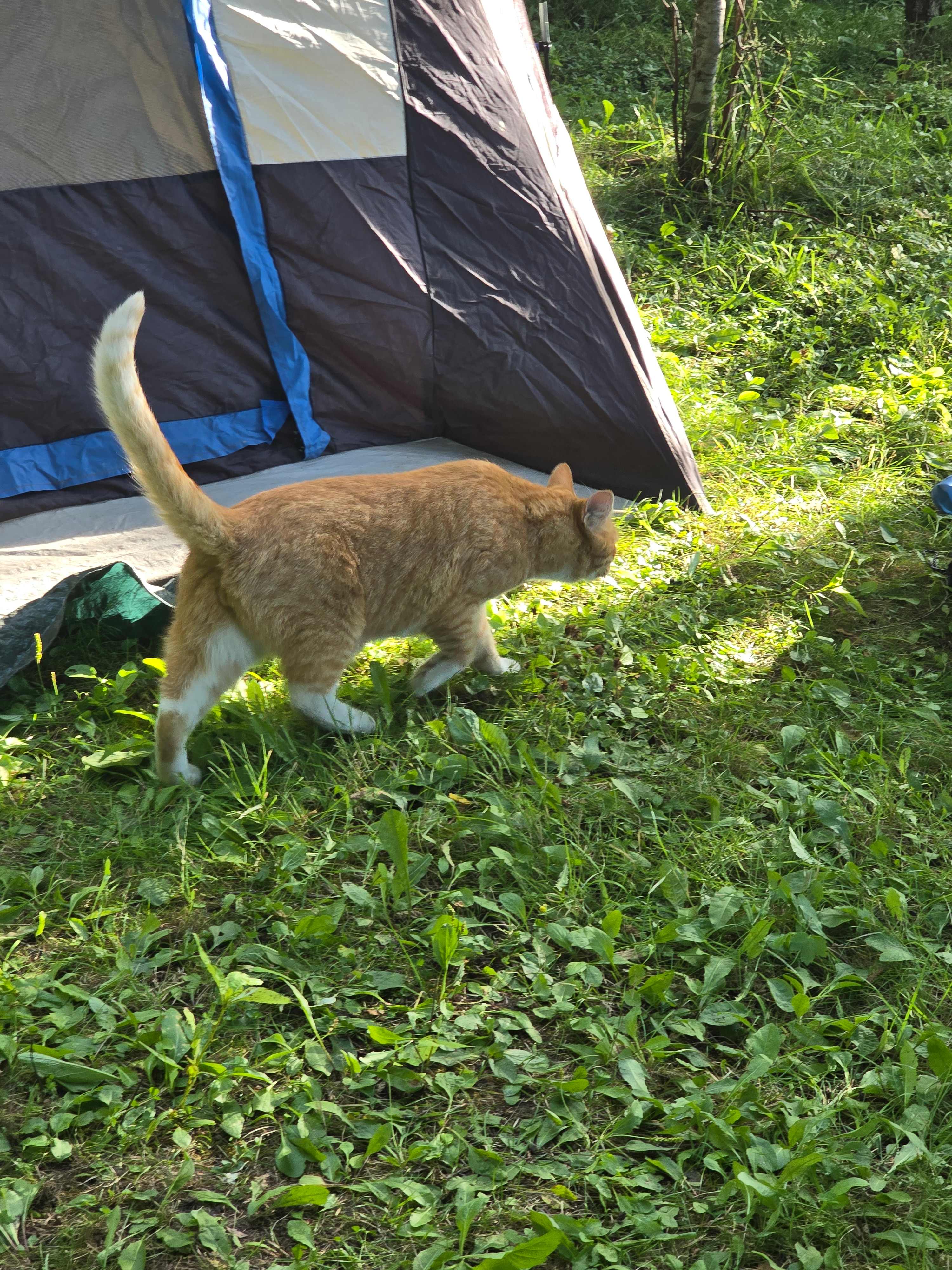 Friendly Camp Inspector 