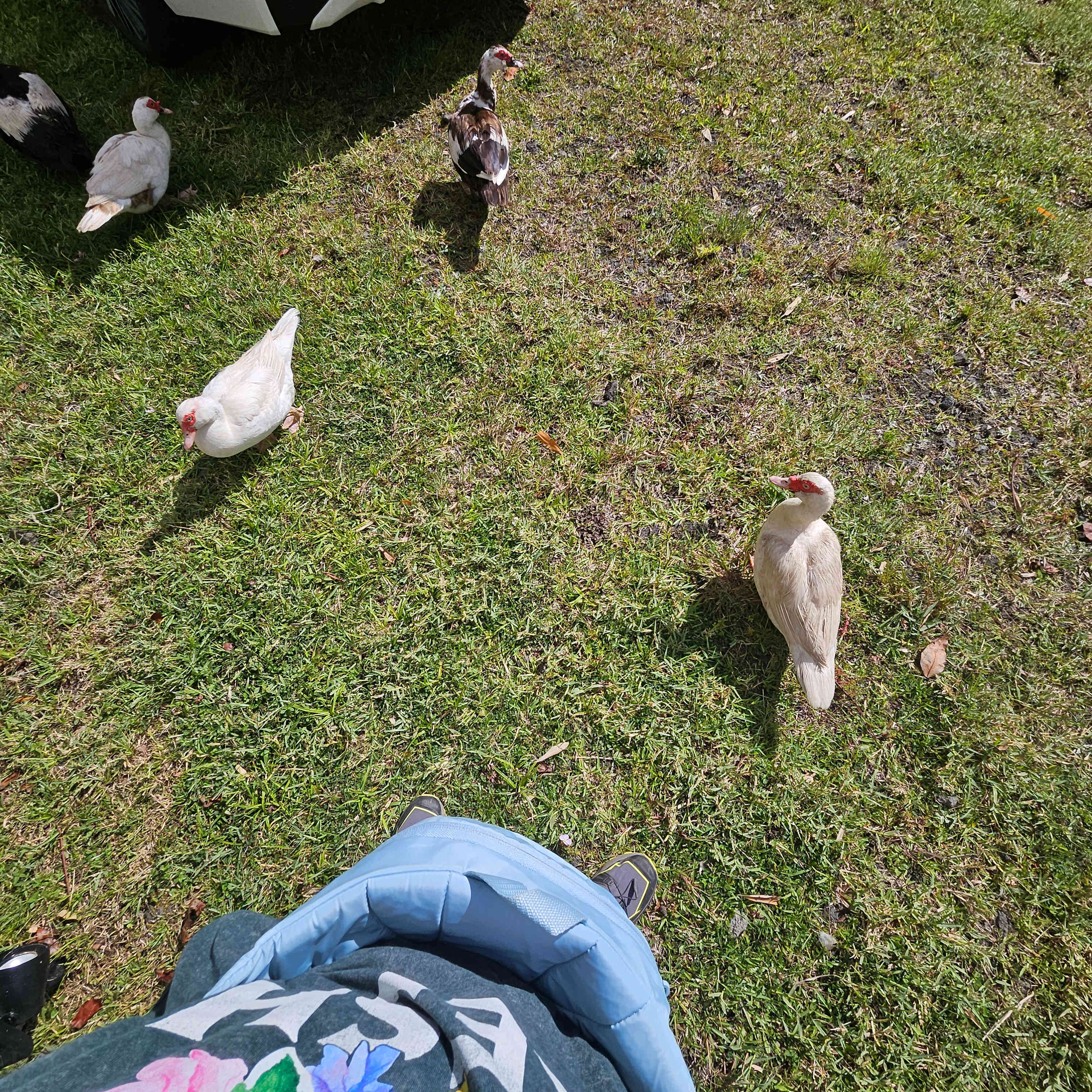The Tranquil Homestead