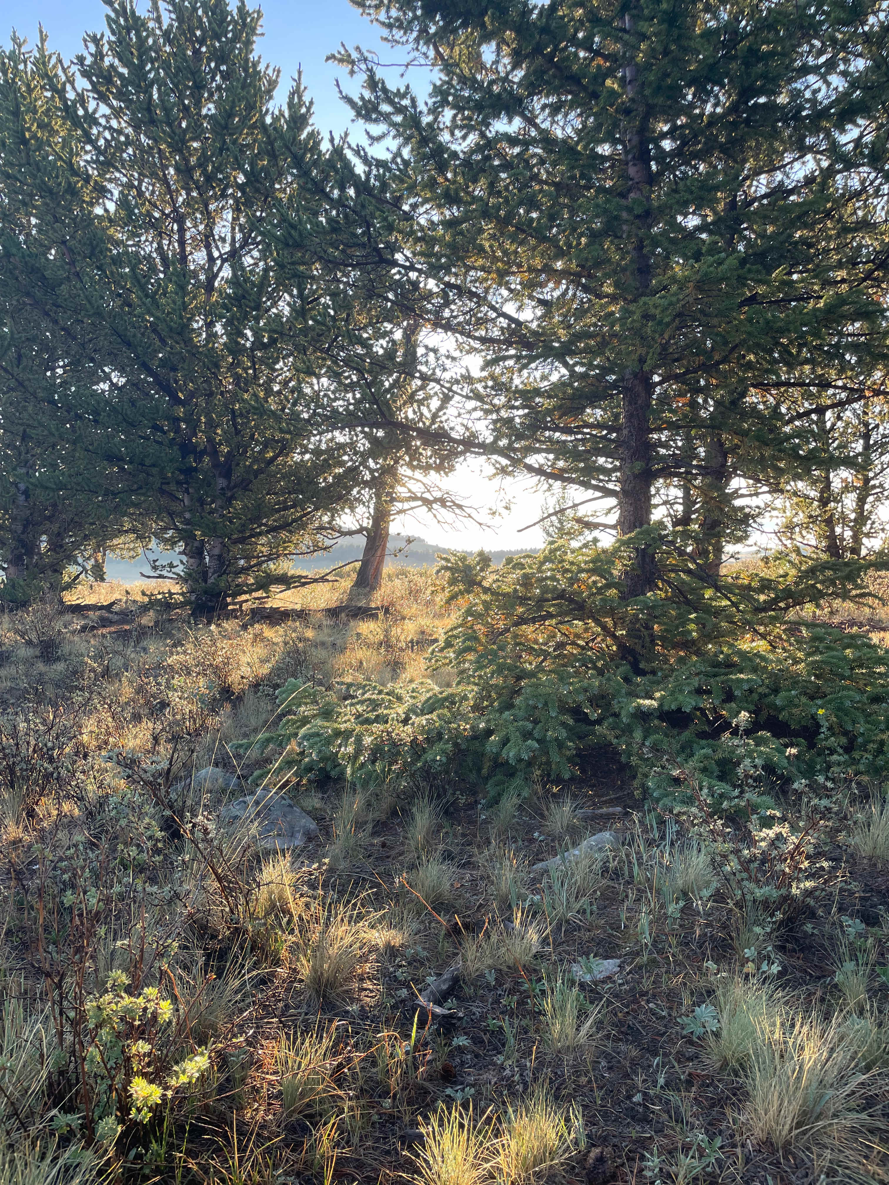 Sunlight on the dew of the morning 