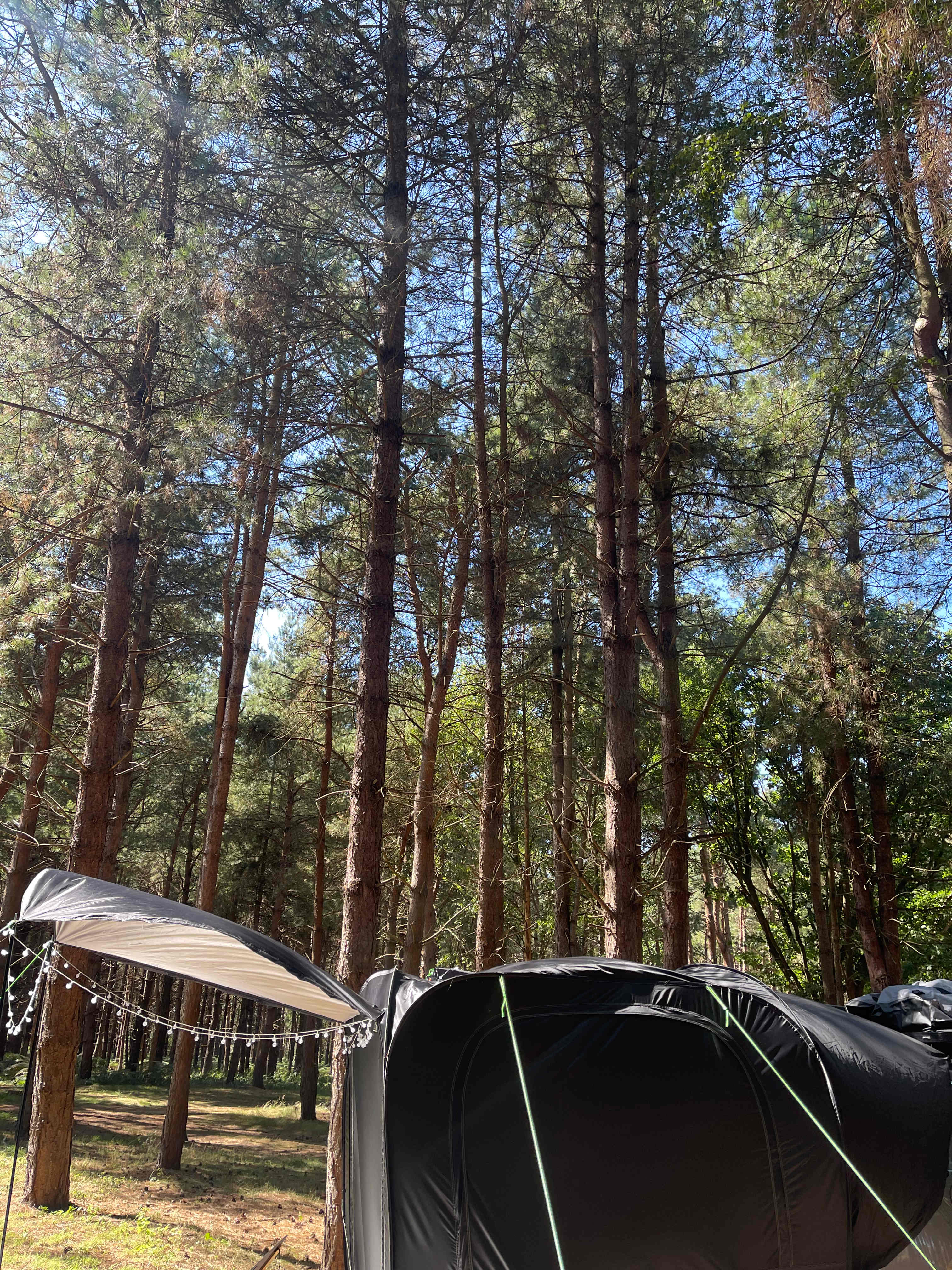 Holistic Woods Wild Campsite