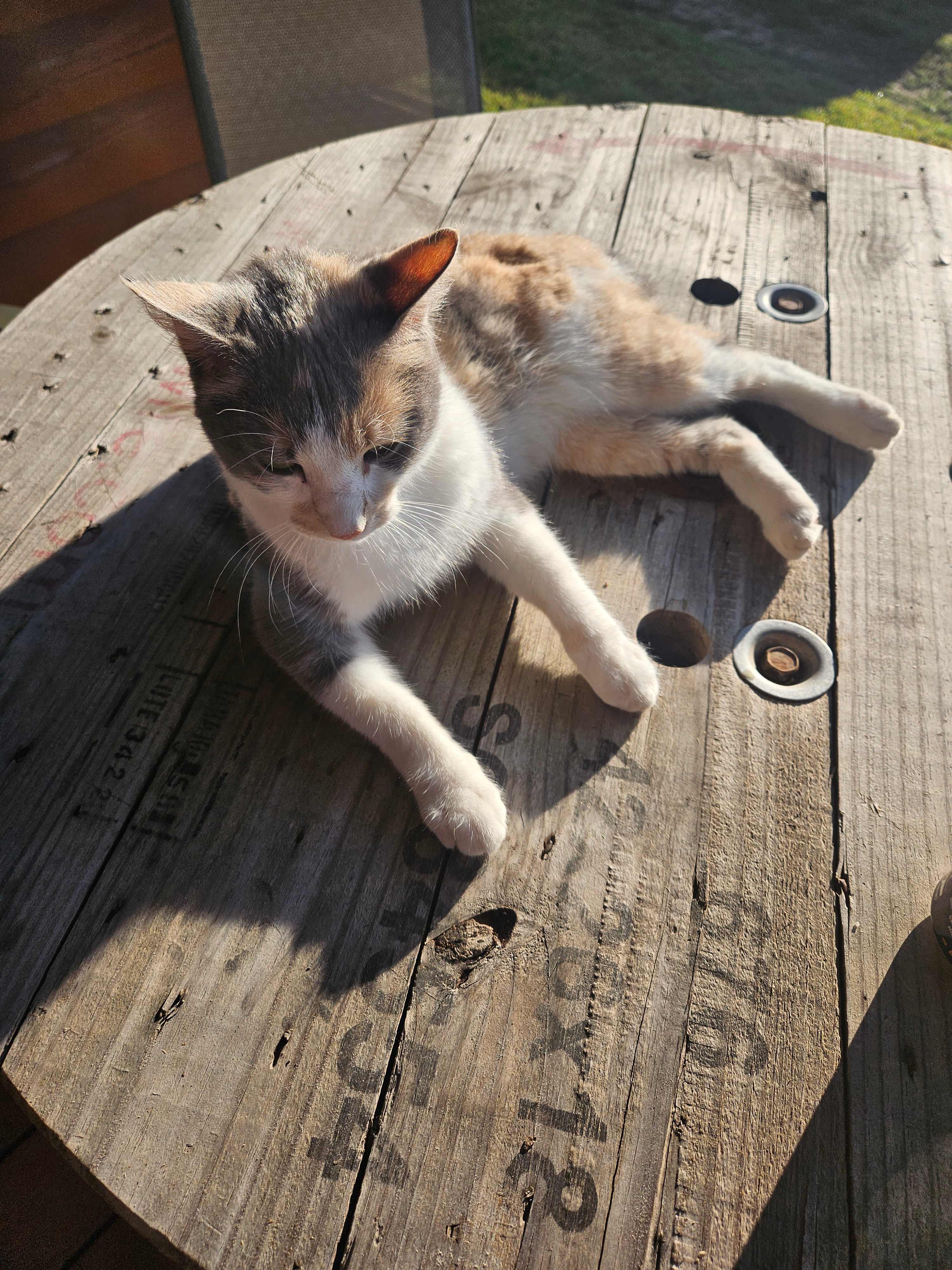 Chai (such a sweet cat!)