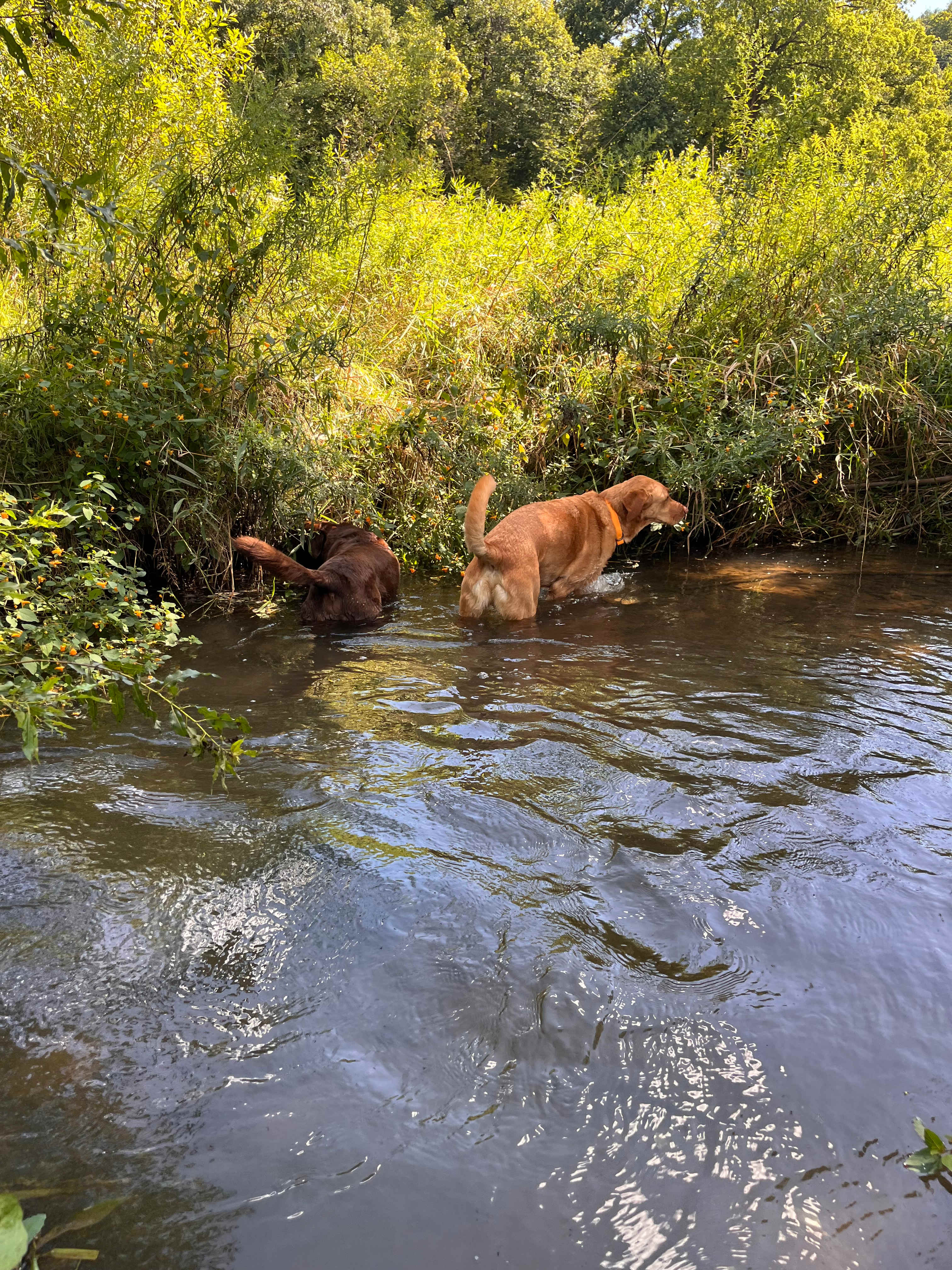🦫 Flutterby 🦋 Farm 👩🏽‍🌾