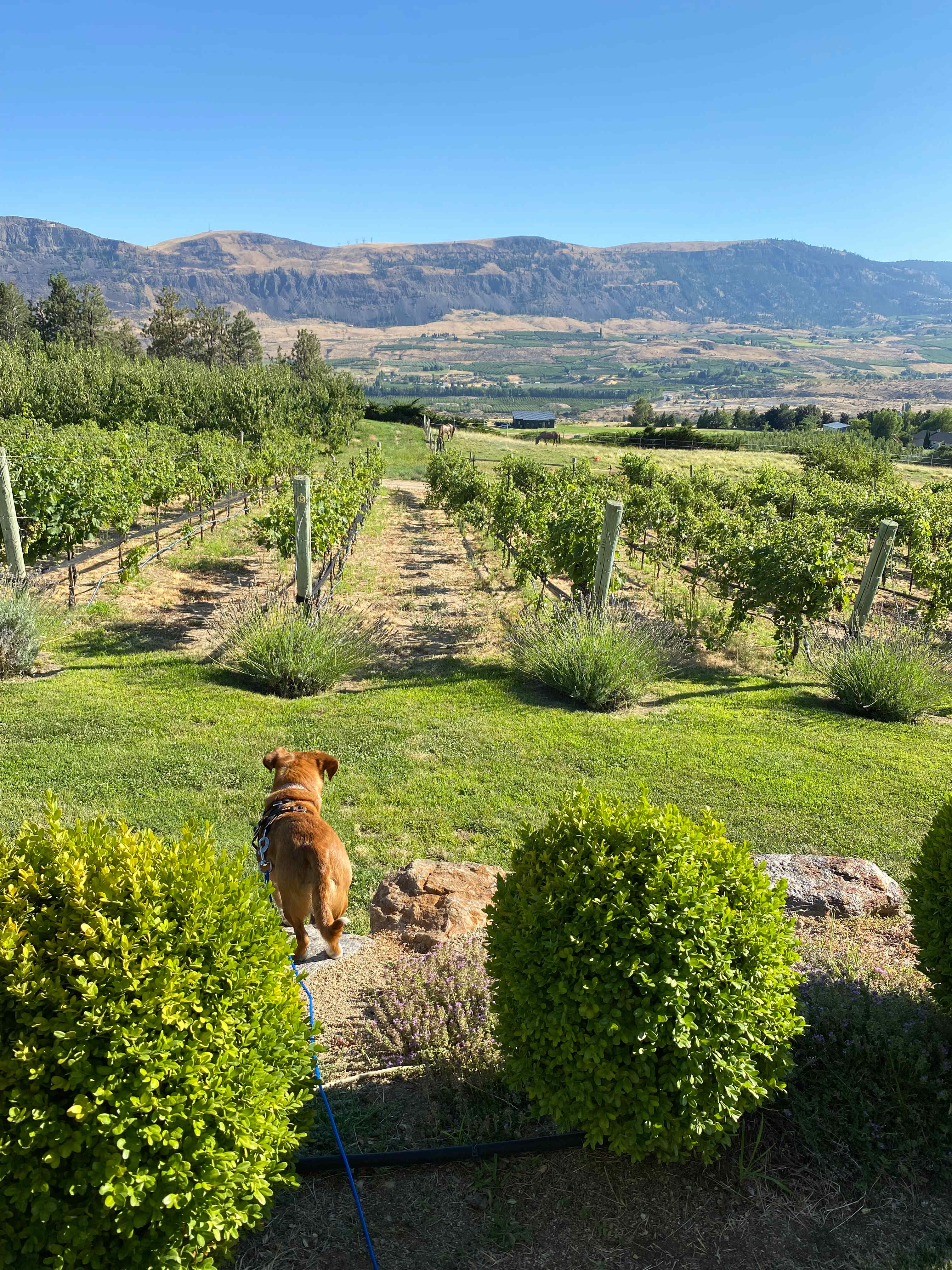 Bianchi Vineyards RV Site